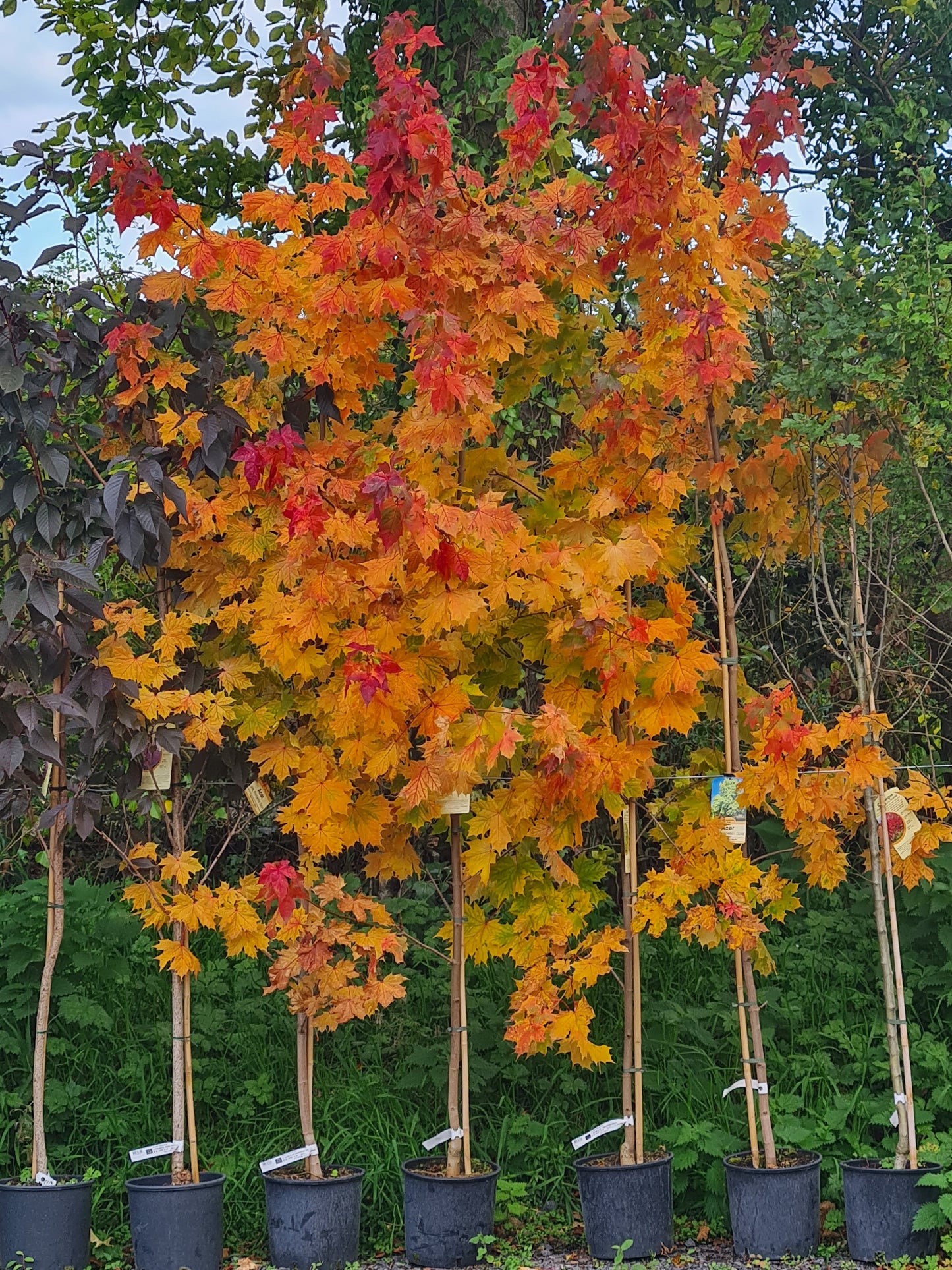 Acer platanoides 'Princeton Gold' (Golden Norway Maple)