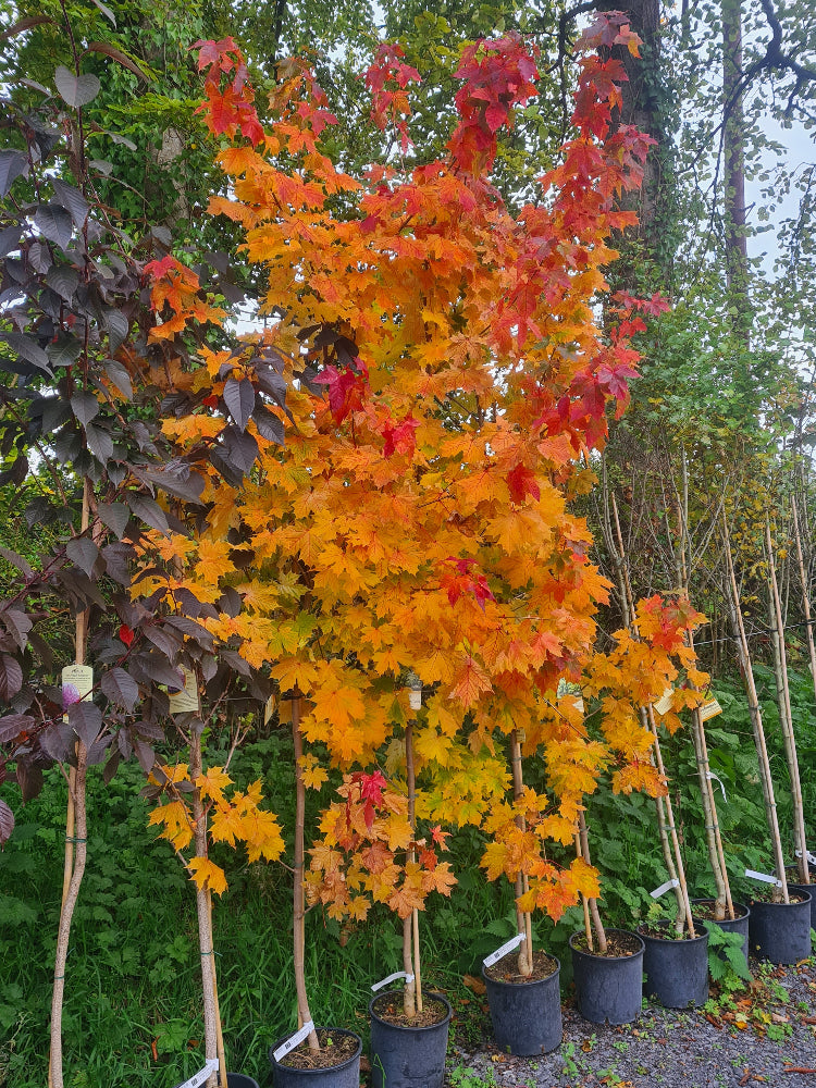 ** Flash Sale ** Acer Princeton  Gold (Golden Norway Maple) €45.00