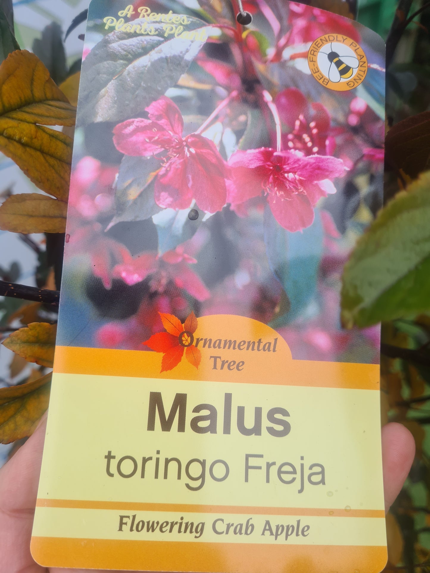 Malus Toringo 'Freja' (Crab Apple)