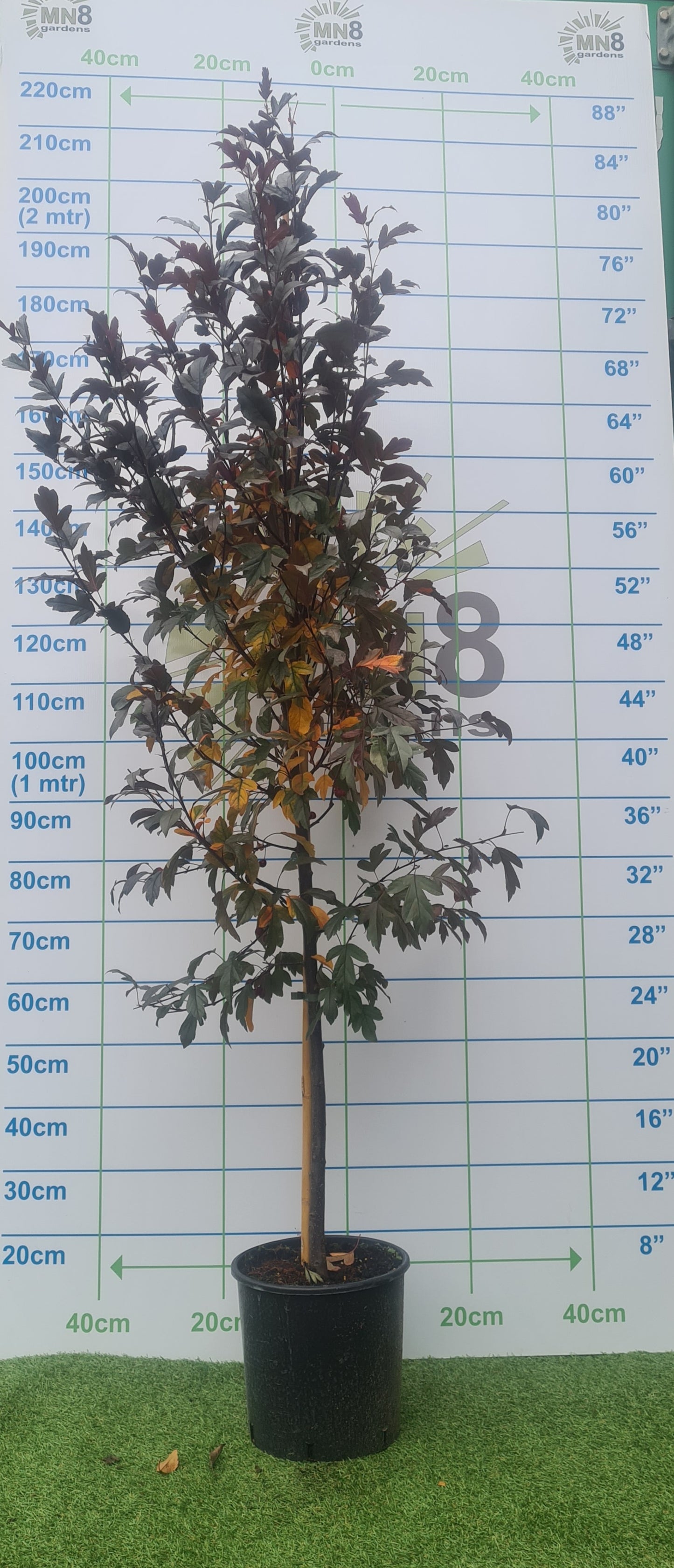 Malus Toringo 'Freja' (Crab Apple)