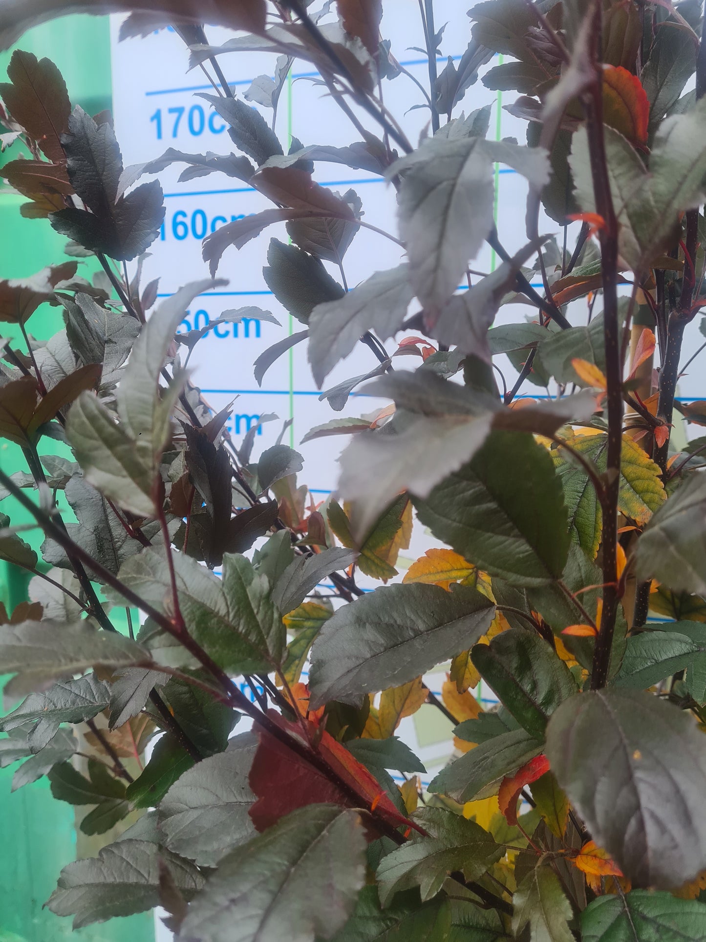 Malus Toringo 'Freja' (Crab Apple)