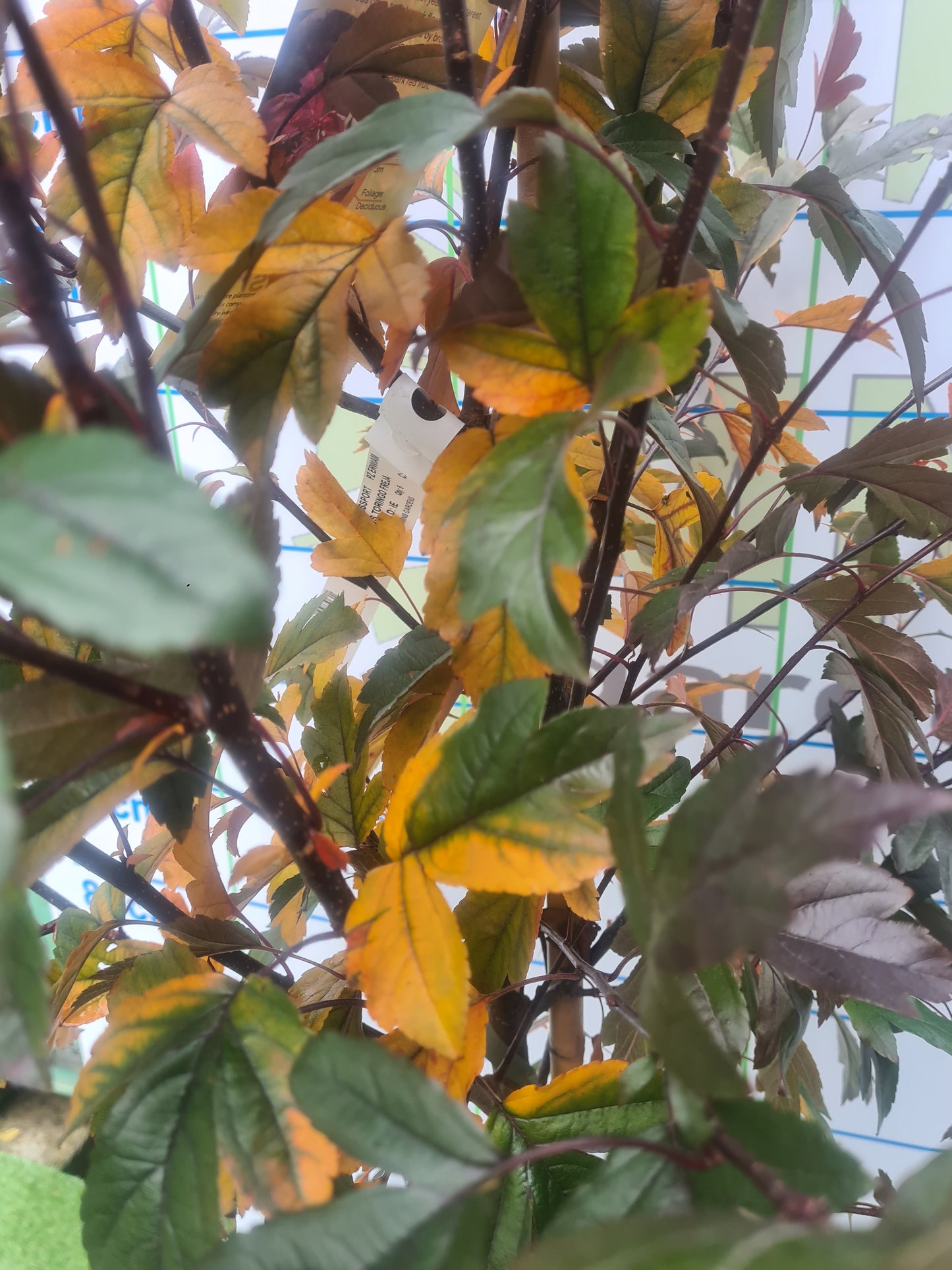 Malus Toringo 'Freja' (Crab Apple)