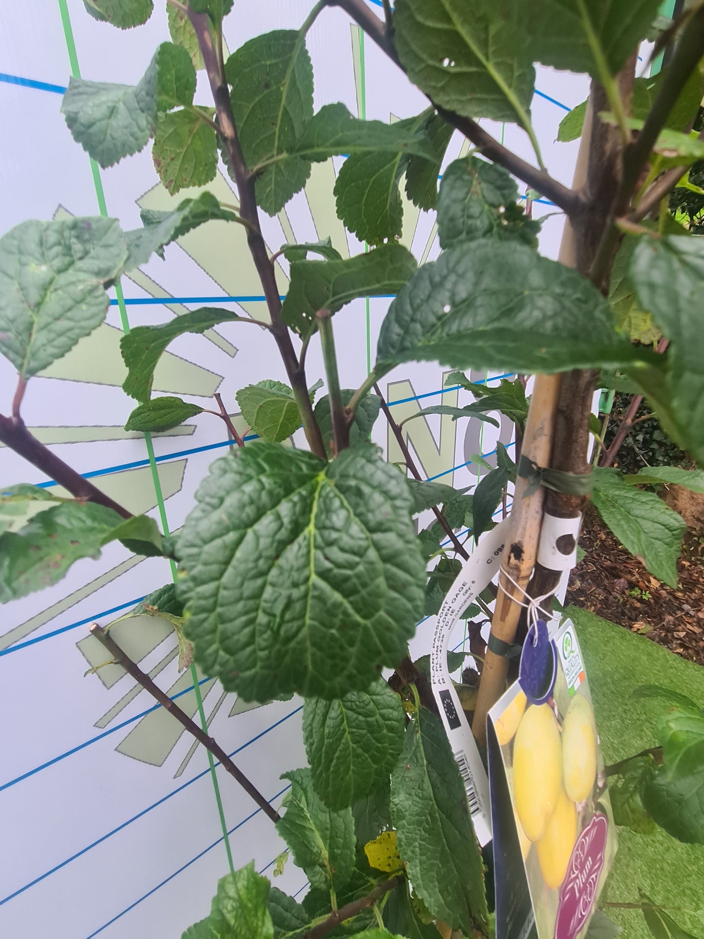 Golden Gage (Plum) Tree