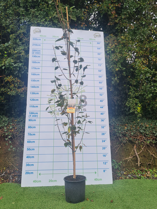 Betula Utilis Jaquemontii "Silver Birch"