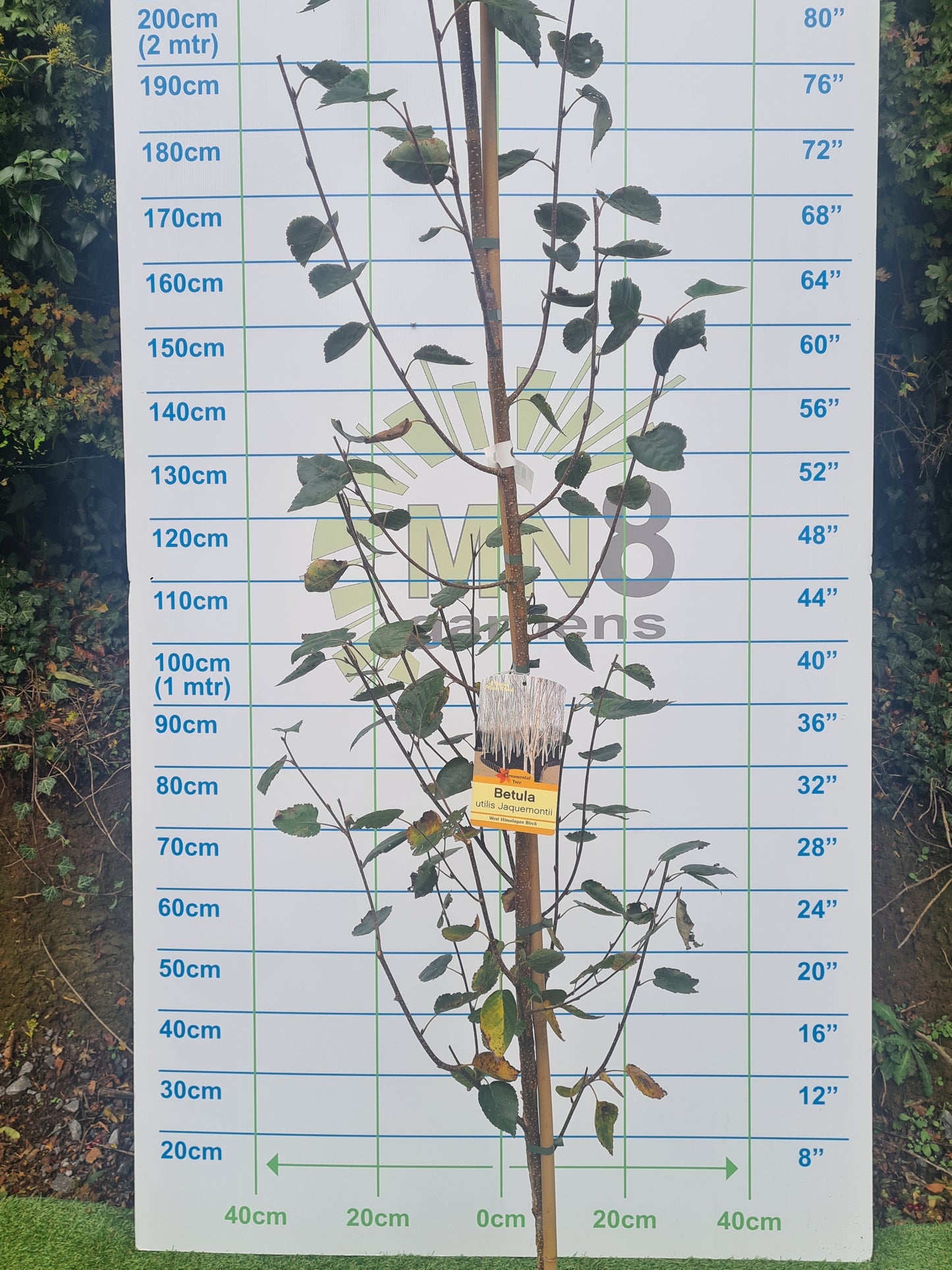 Betula Utilis Jaquemontii "Silver Birch"