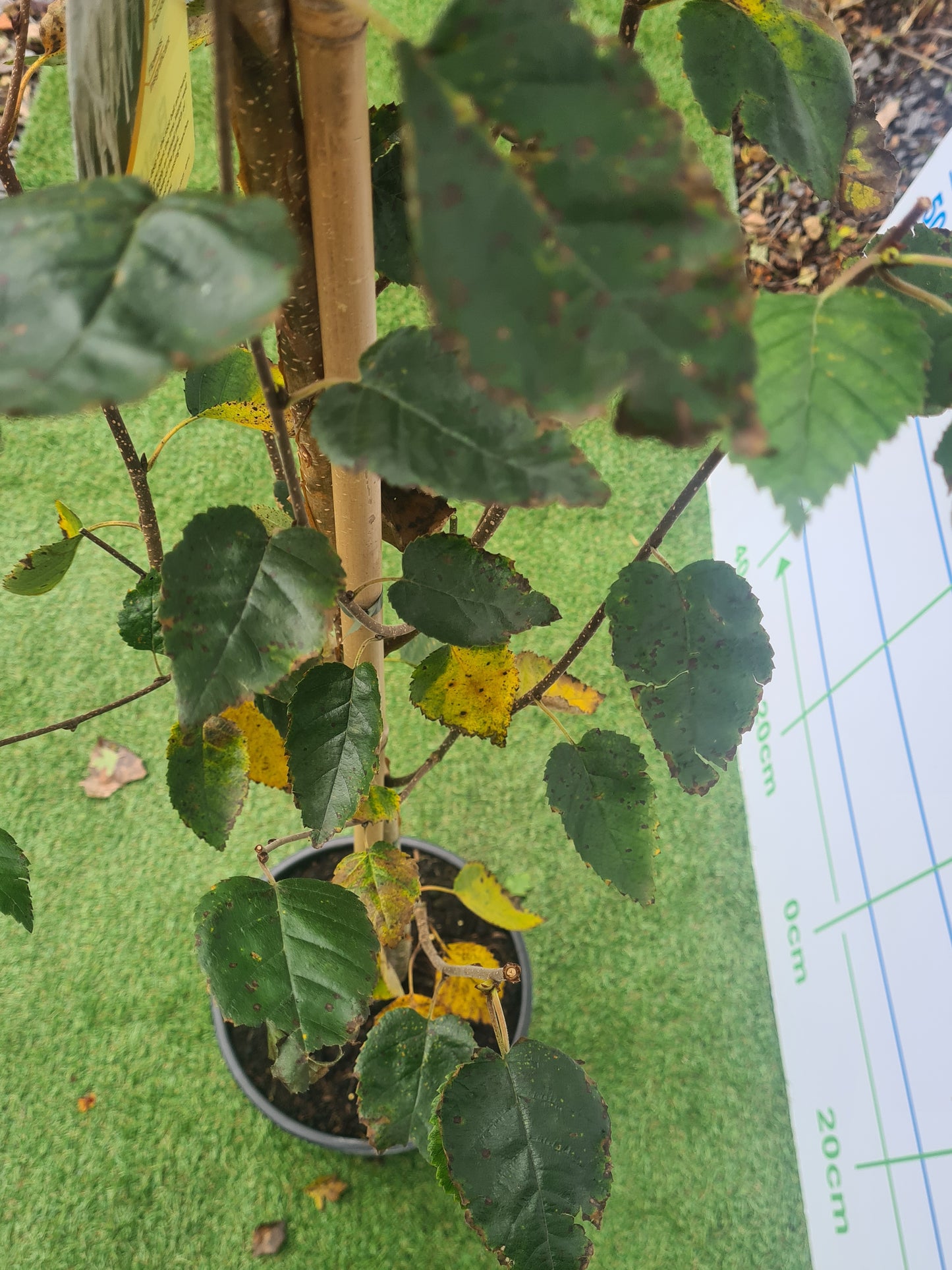 Betula Utilis Jaquemontii "Silver Birch"