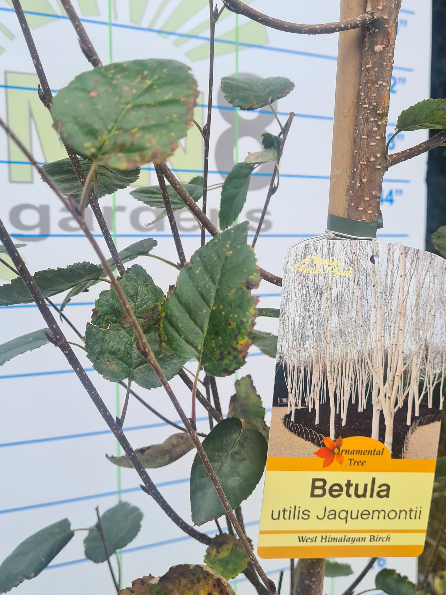 Betula Utilis Jaquemontii "Silver Birch"