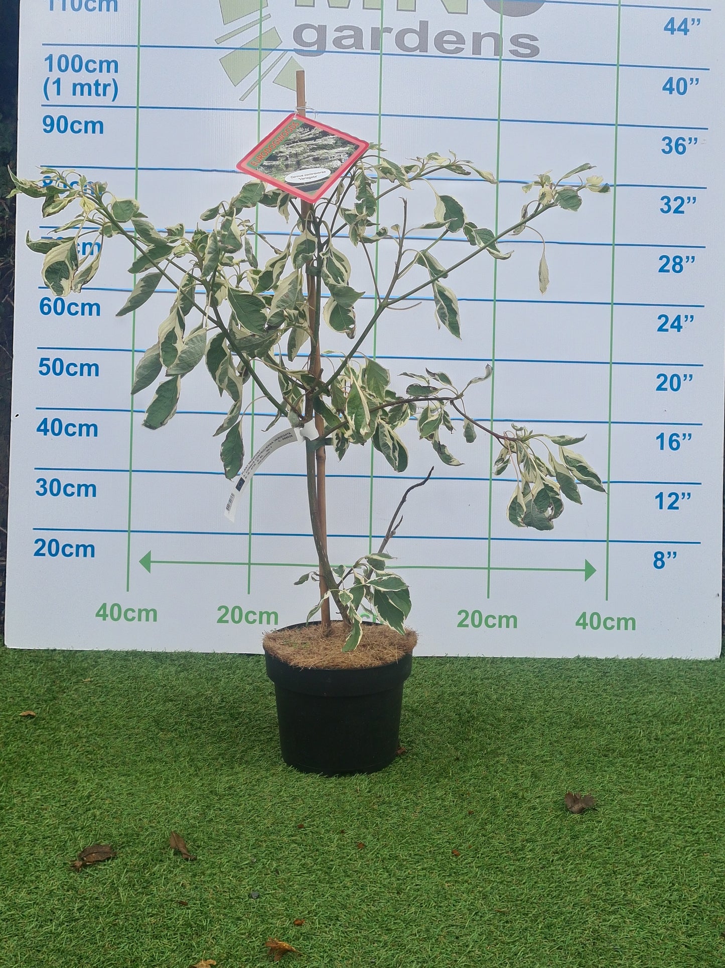 Cornus controversa 'Variegata' (Wedding Cake Tree)