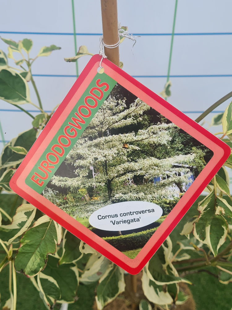 Cornus controversa 'Variegata' (Wedding Cake Tree)