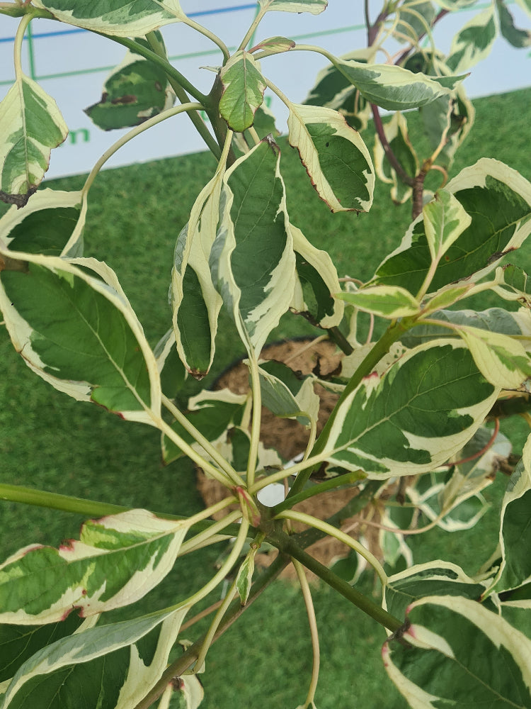 Cornus controversa 'Variegata' (Wedding Cake Tree)