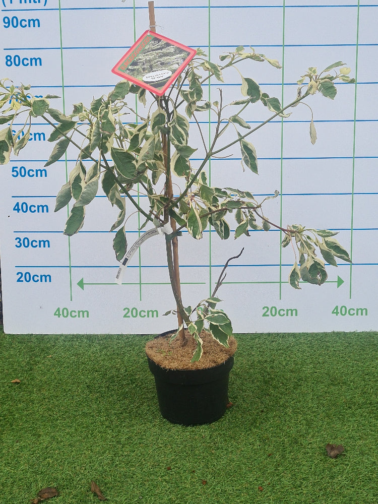 Cornus controversa 'Variegata' (Wedding Cake Tree)