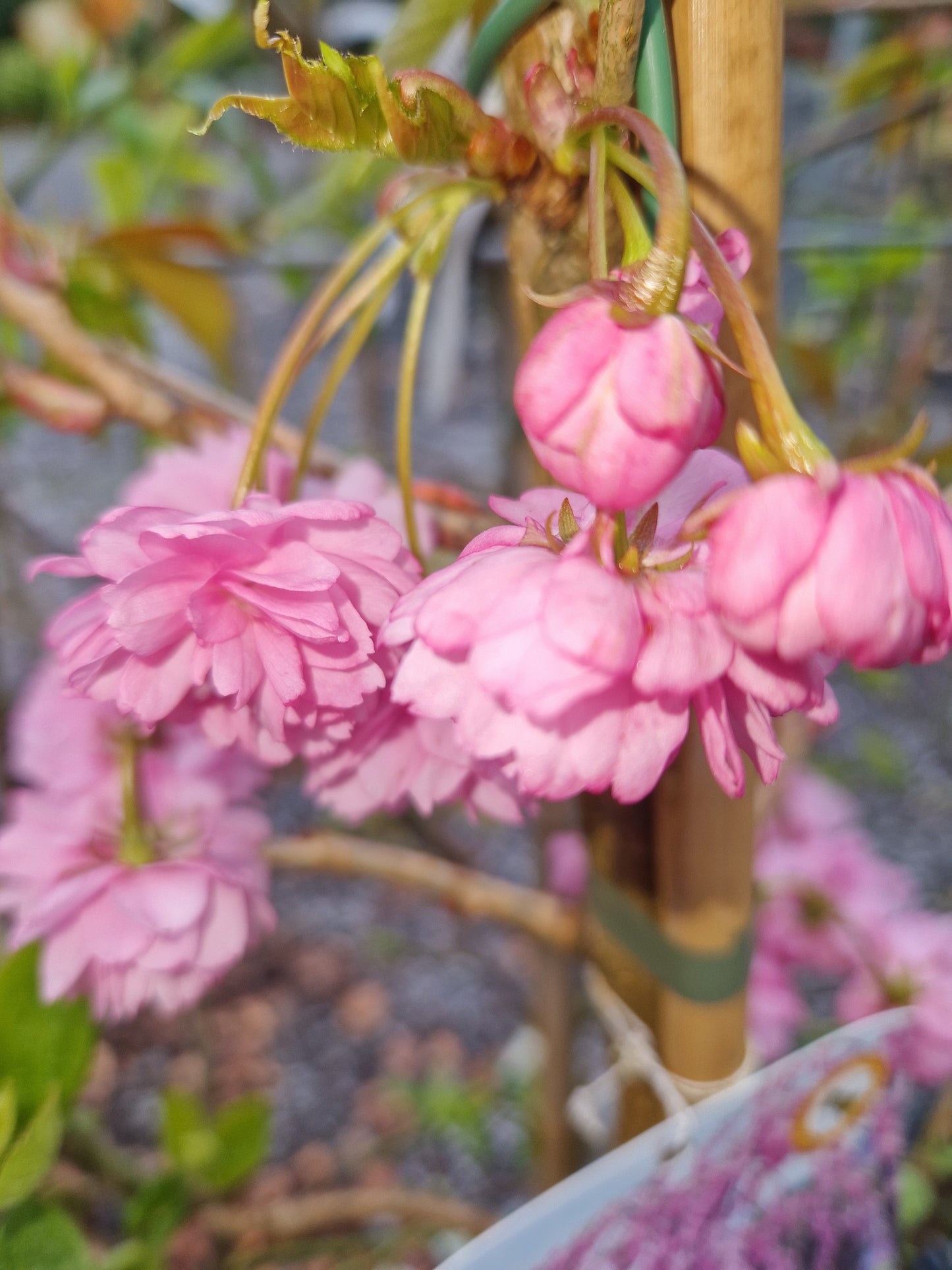 Prunus 'Kiku-shidare-zakura' (Cheal's Weeping Cherry)