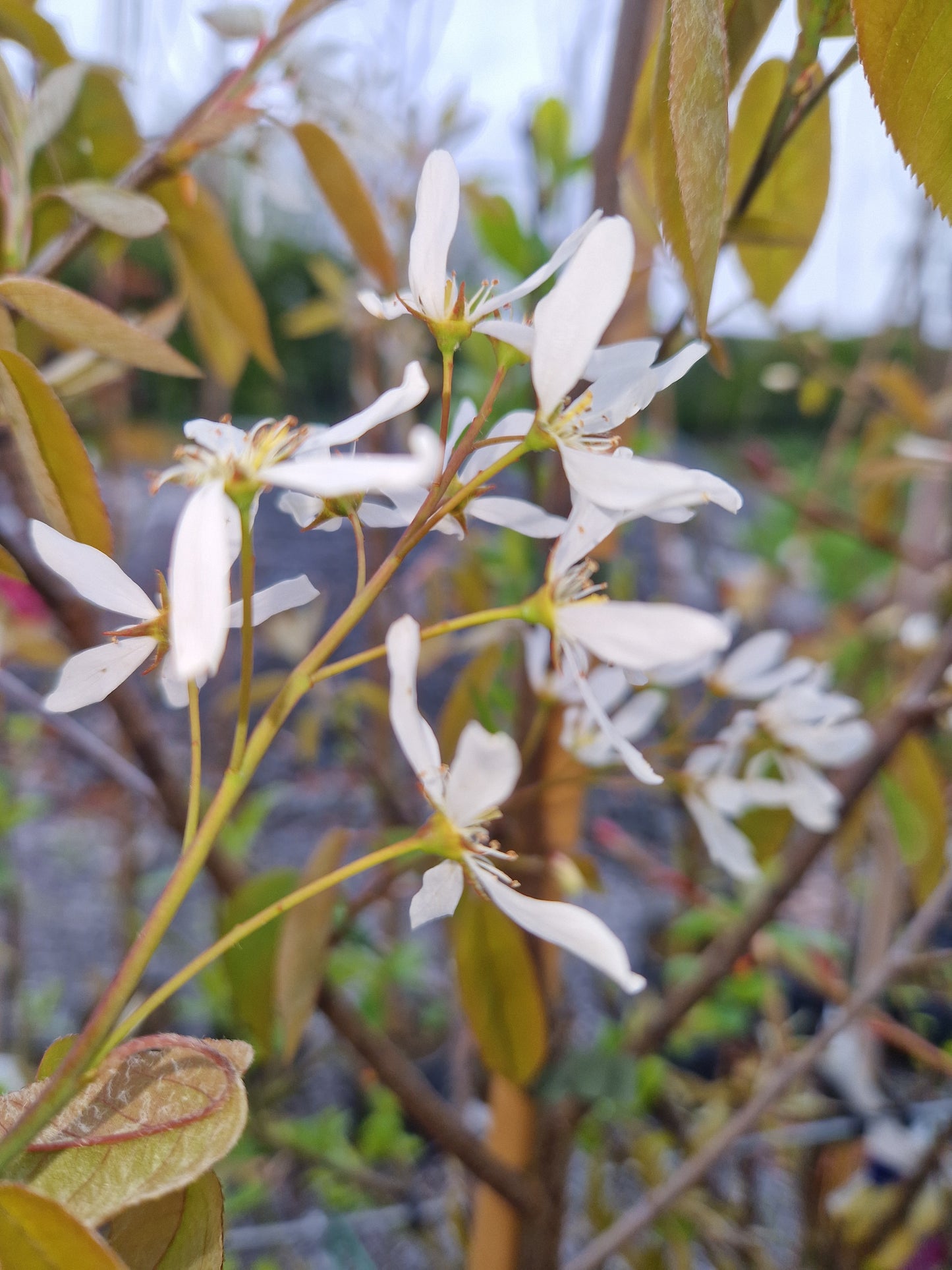 ** Special Offer ** Amelanchier Lamarckii €45.00