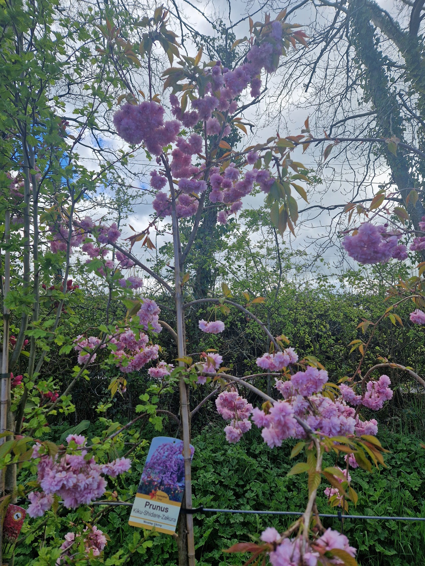 Prunus 'Kiku-shidare-zakura' (Cheal's Weeping Cherry)
