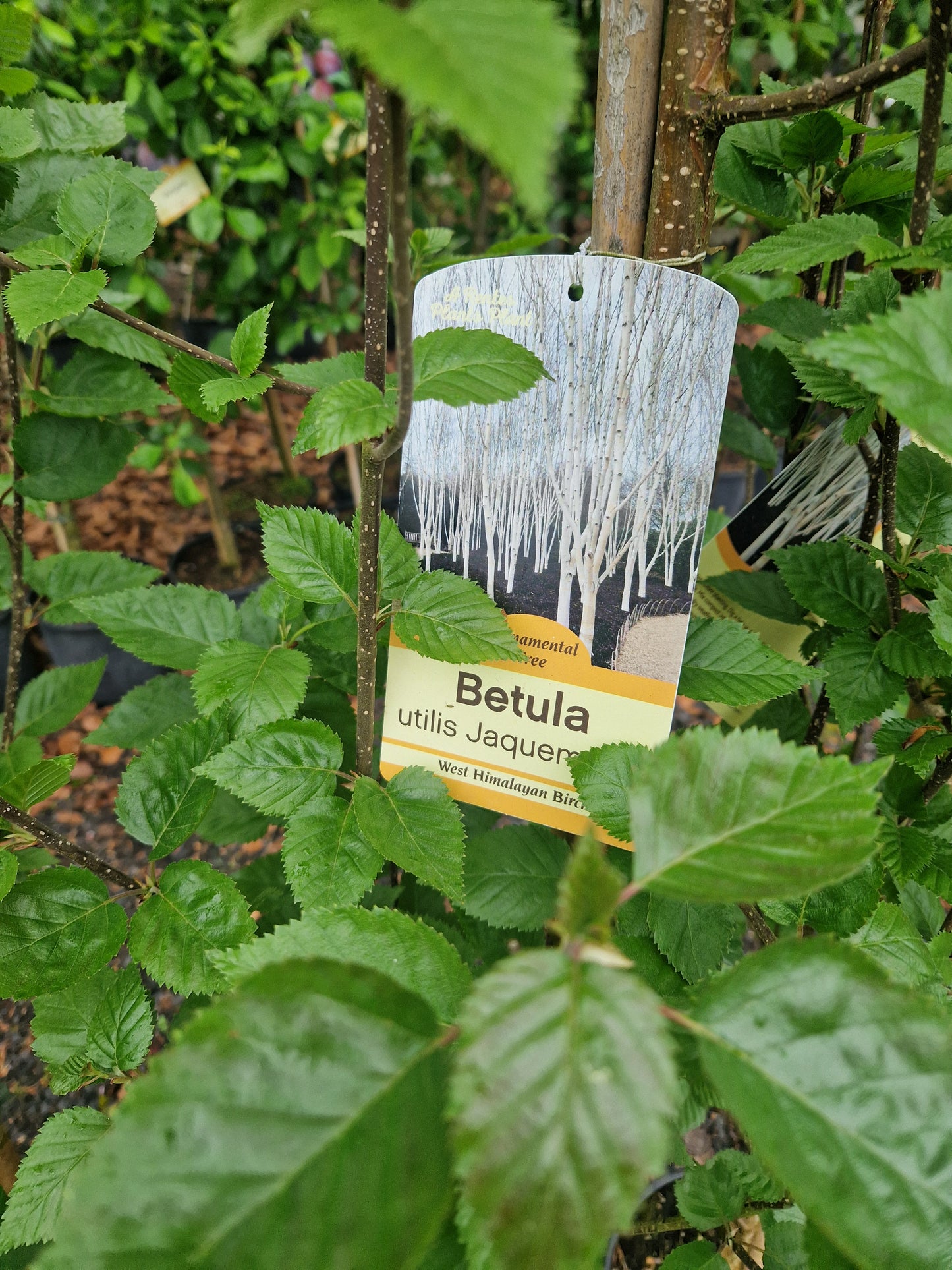 Betula Utilis Jaquemontii "Silver Birch"