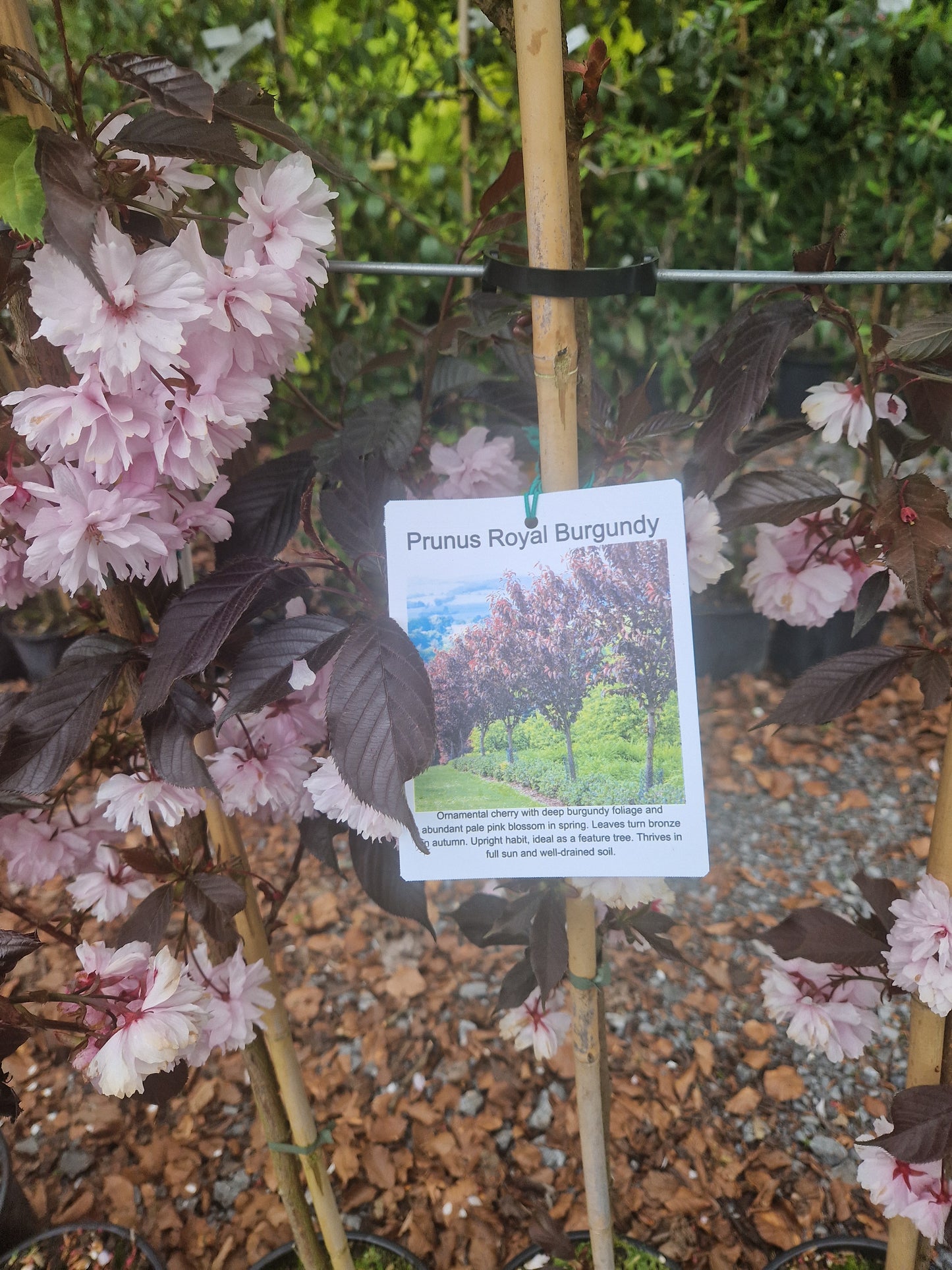 Royal Burgandy Tree. Special Offer.