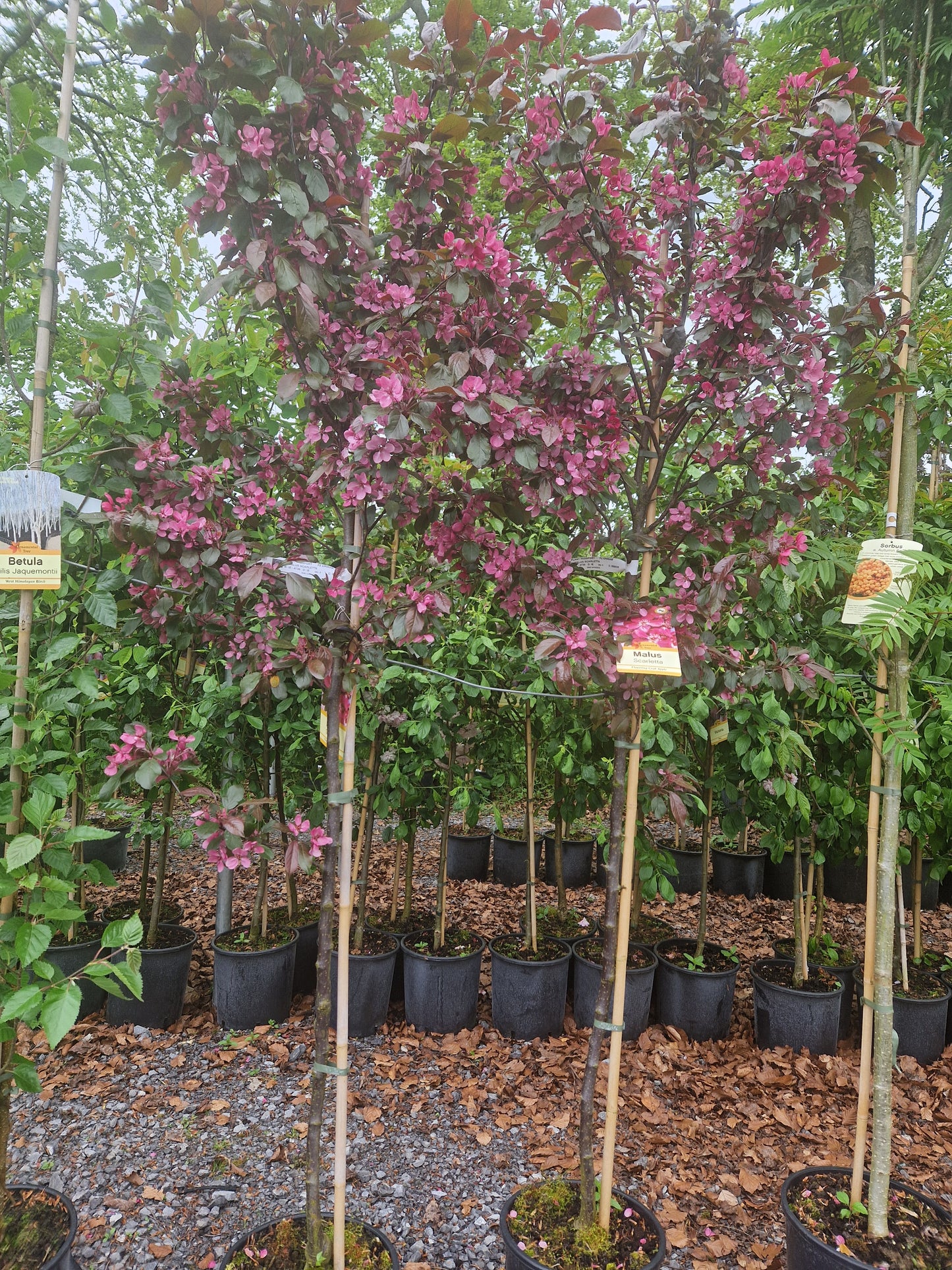 Crabapple, Malus Scarletta.