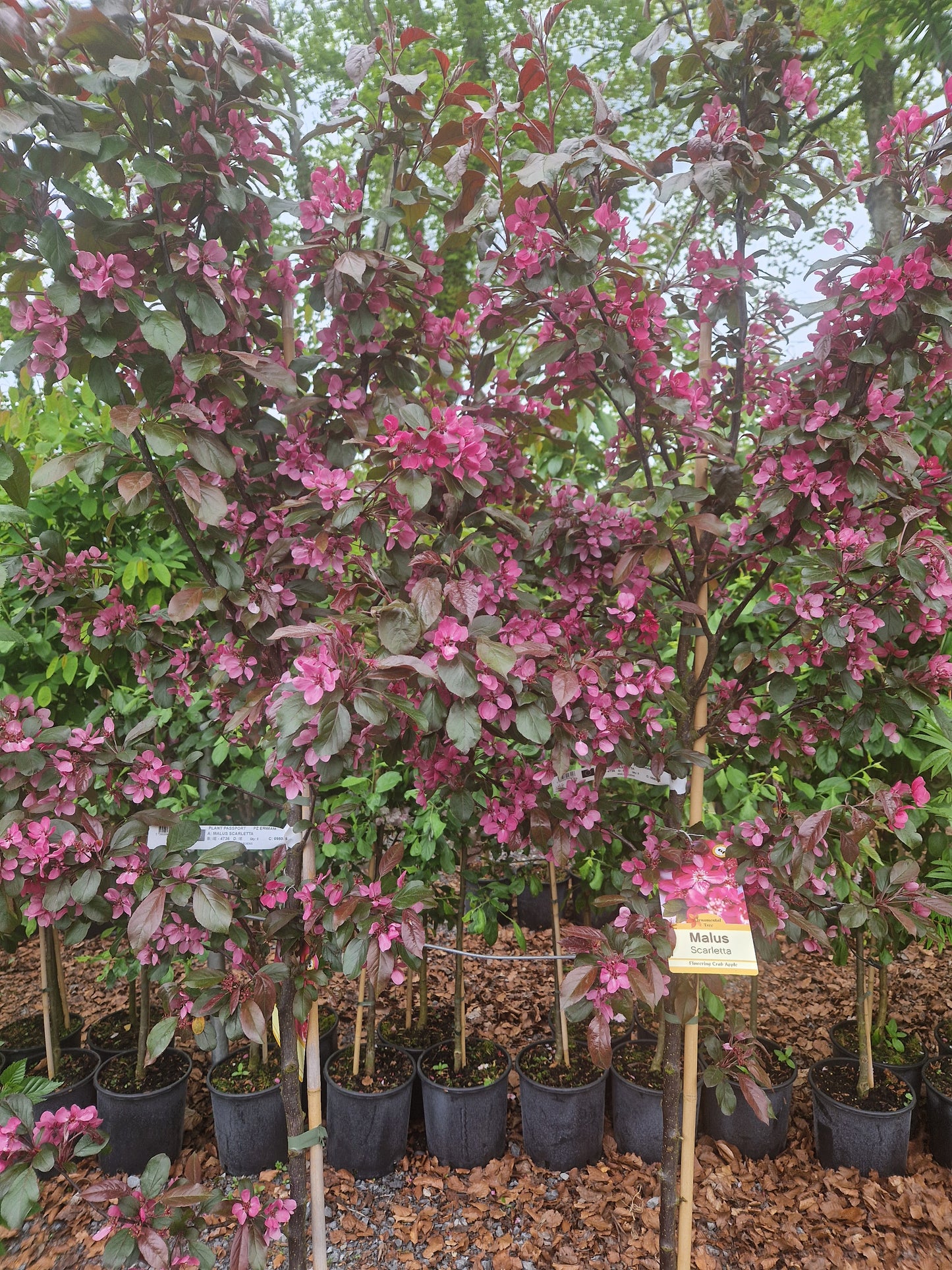 Crabapple, Malus Scarletta.