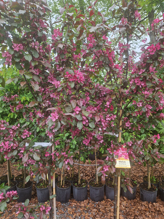 Crabapple, Malus Scarletta.