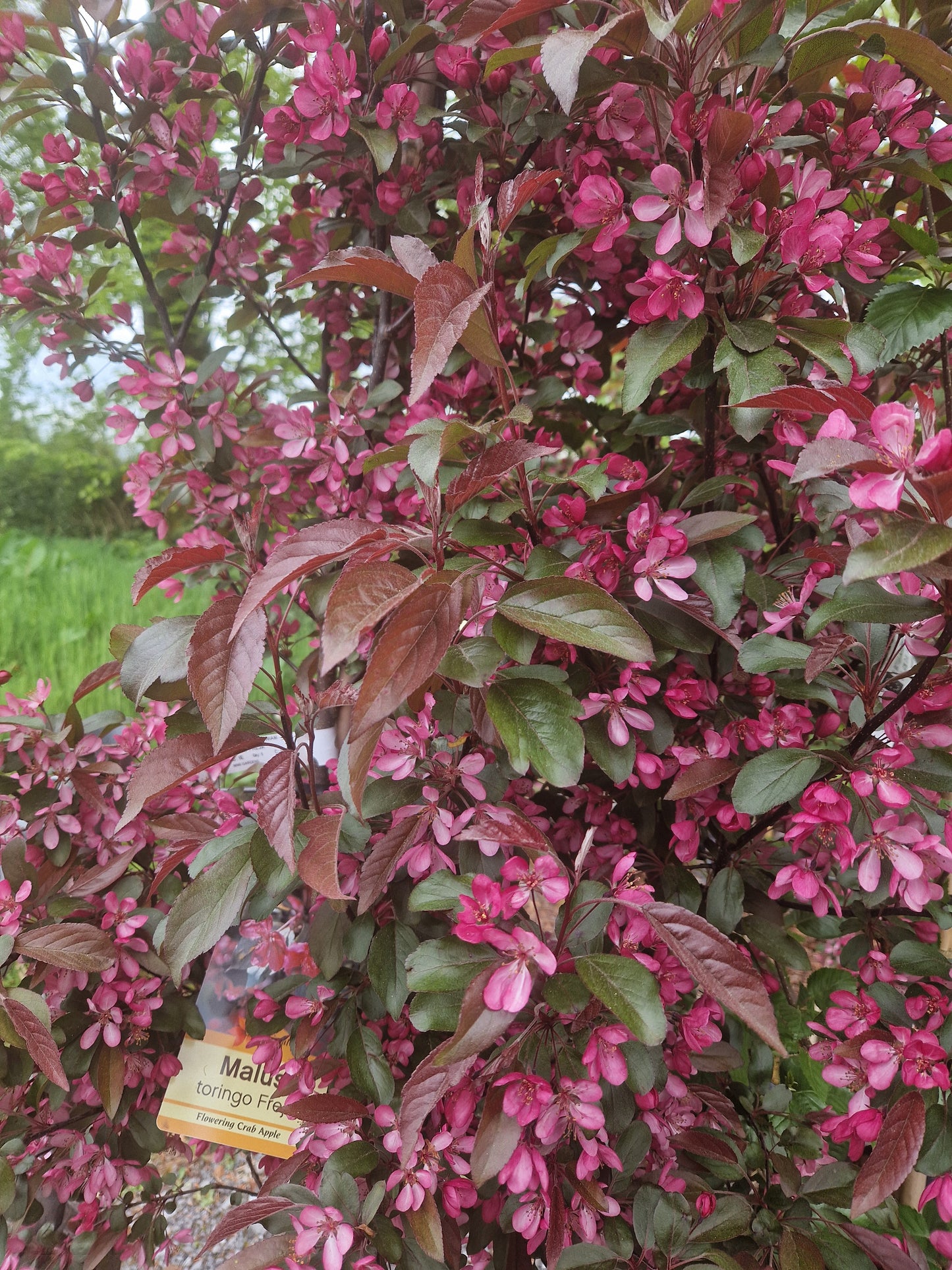 Malus Toringo 'Freja' (Crab Apple)
