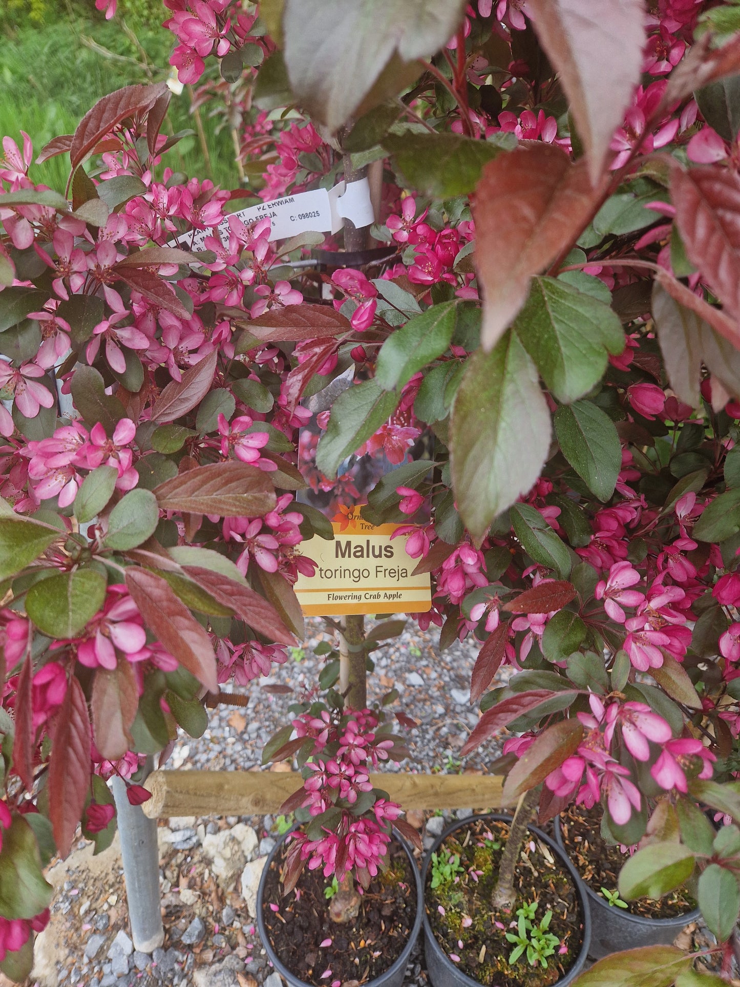 Malus Toringo 'Freja' (Crab Apple)