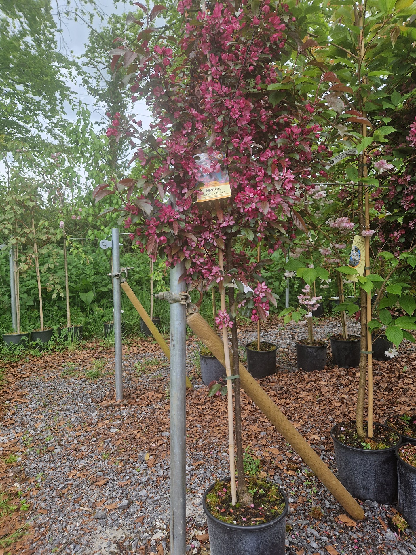 Malus Toringo 'Freja' (Crab Apple)
