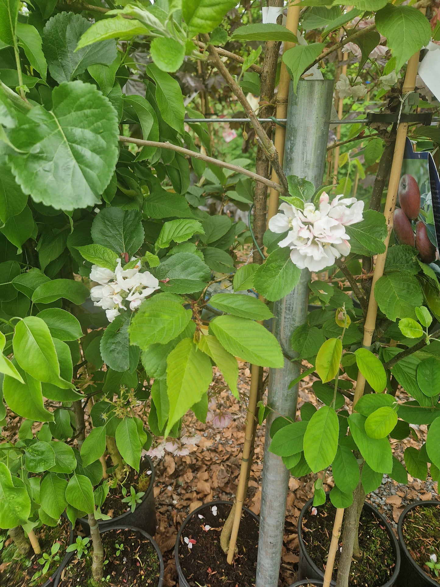 Shimidsu Blushing Bride. (Prunus Shogetsu)