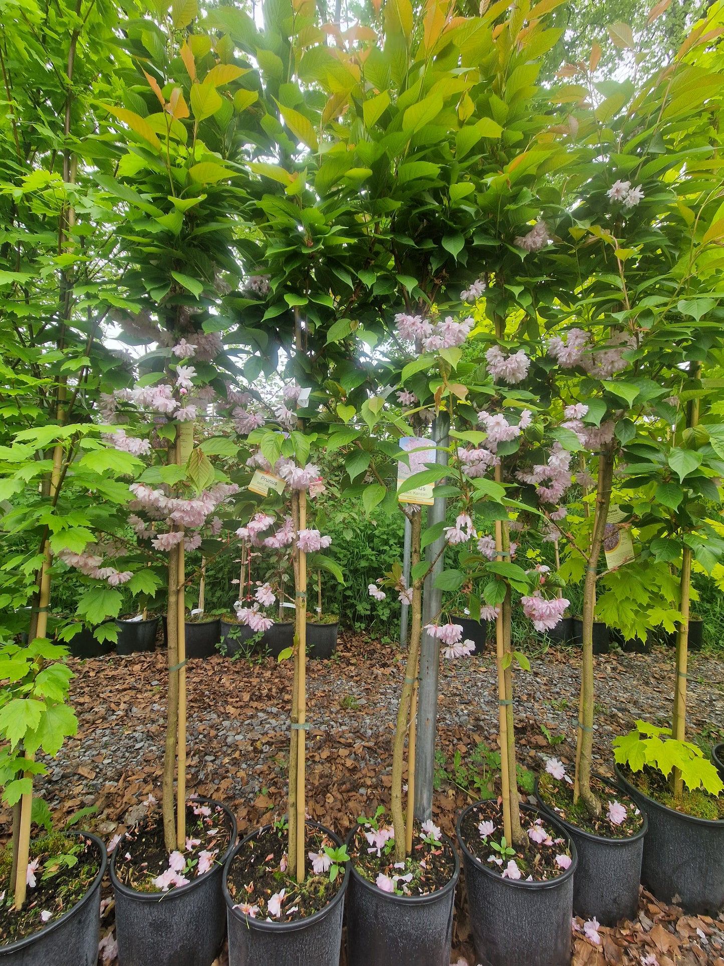 Cherry, Prunus S. Kanzan.