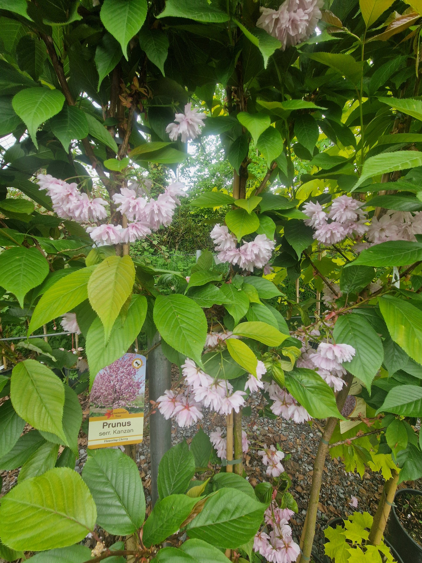 Cherry, Prunus S. Kanzan.