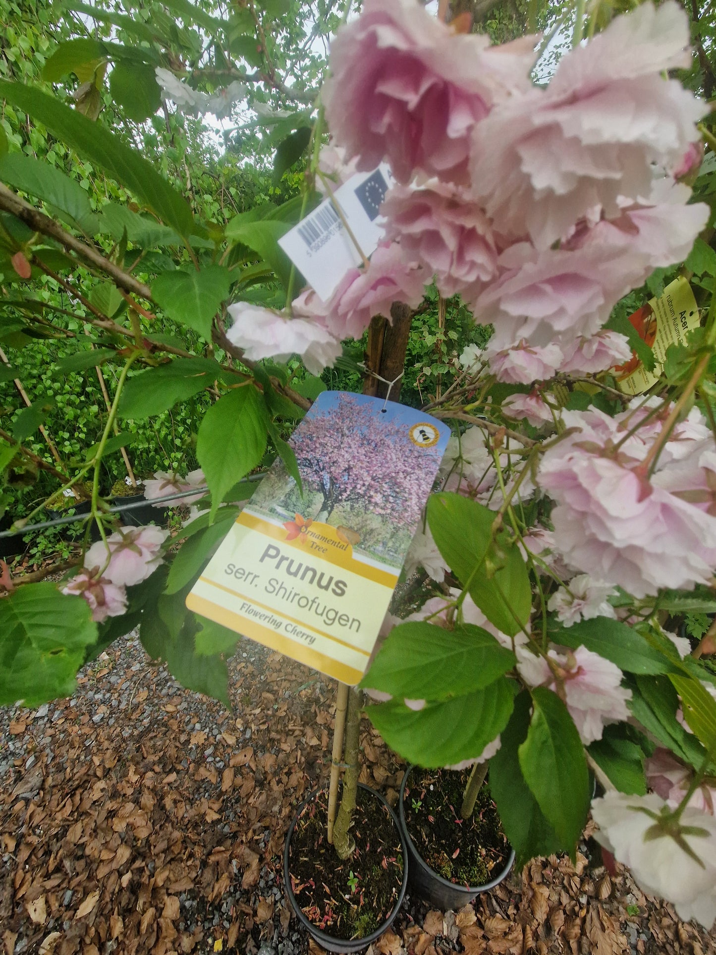 Prunus Serrulata Shirofugen (Cherry)