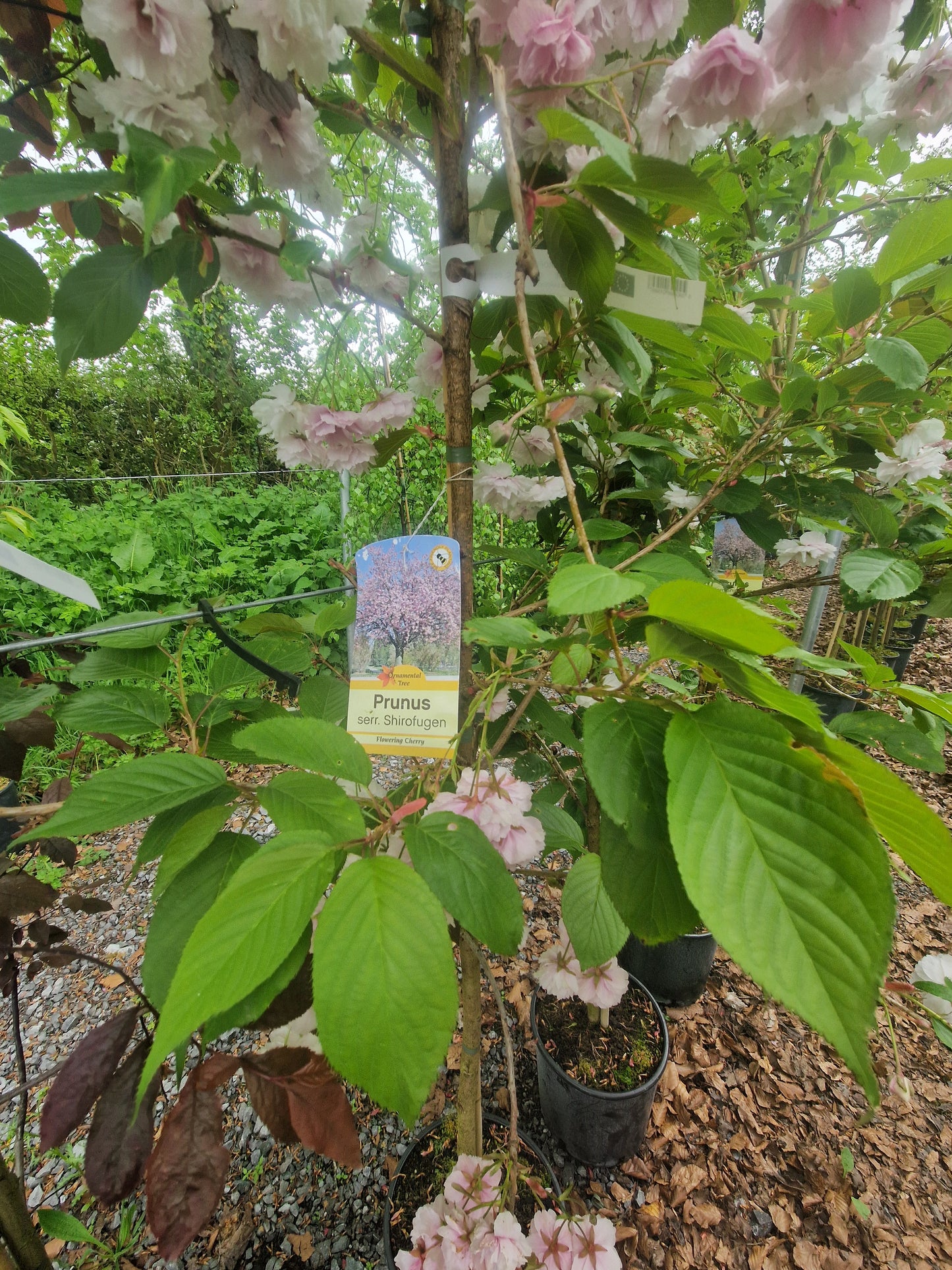 Prunus Serrulata Shirofugen (Cherry)