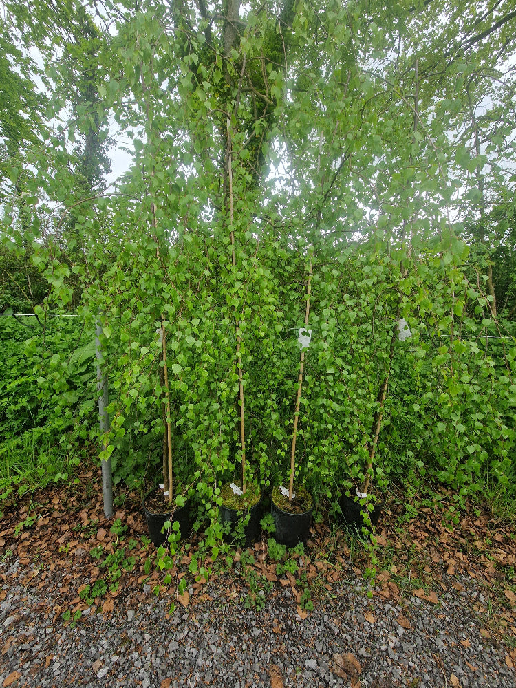 Betula pendula 'Youngii' (Young's Weeping Birch)