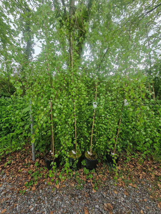 Betula pendula 'Youngii' (Young's Weeping Birch)
