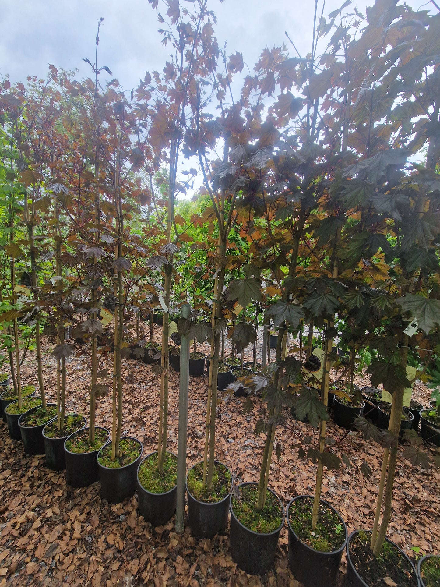 Acer Crimson King.