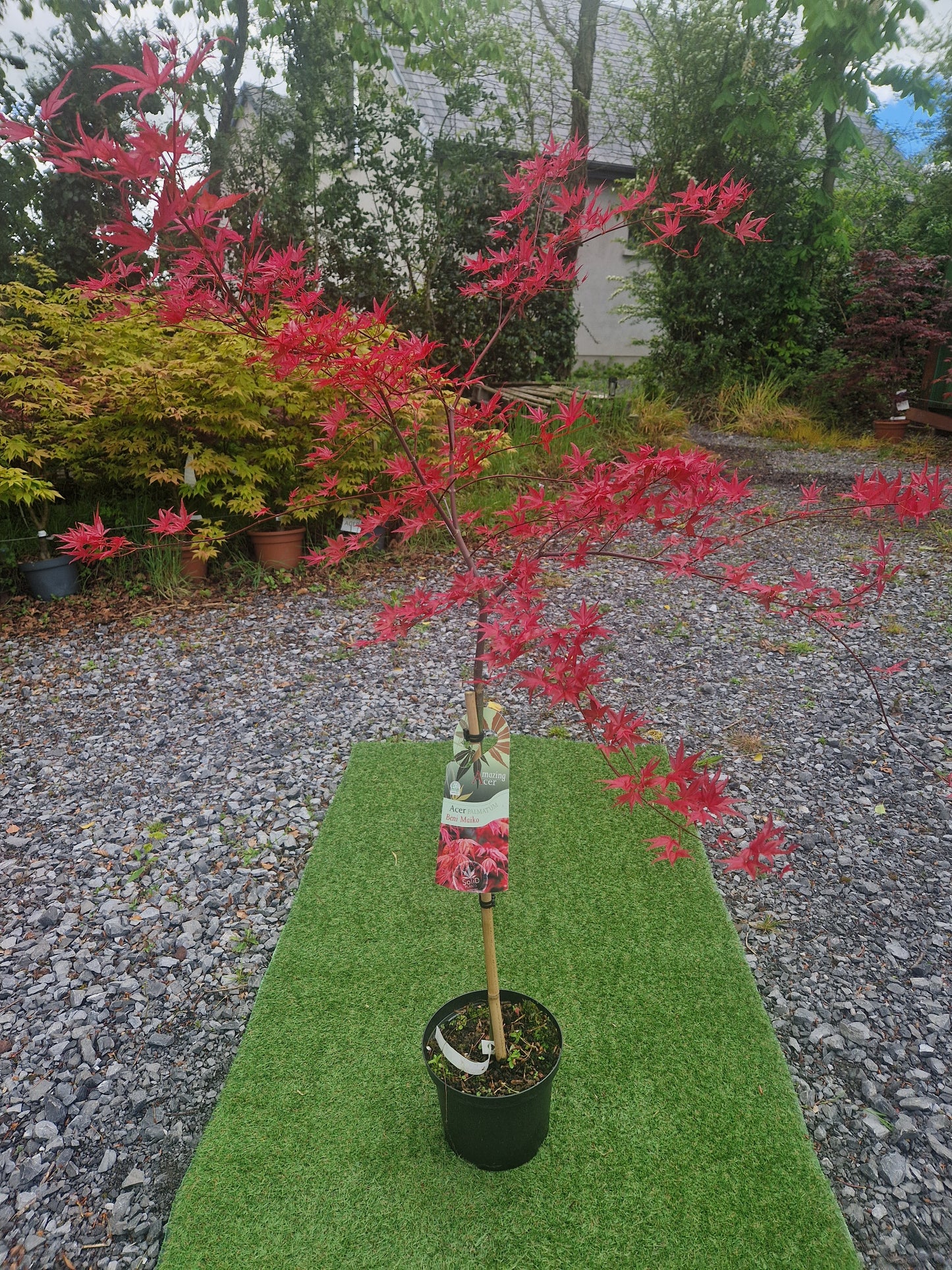 Acer palmatum 'Beni Maiko' (Dancing Geisha Japanese Maple)