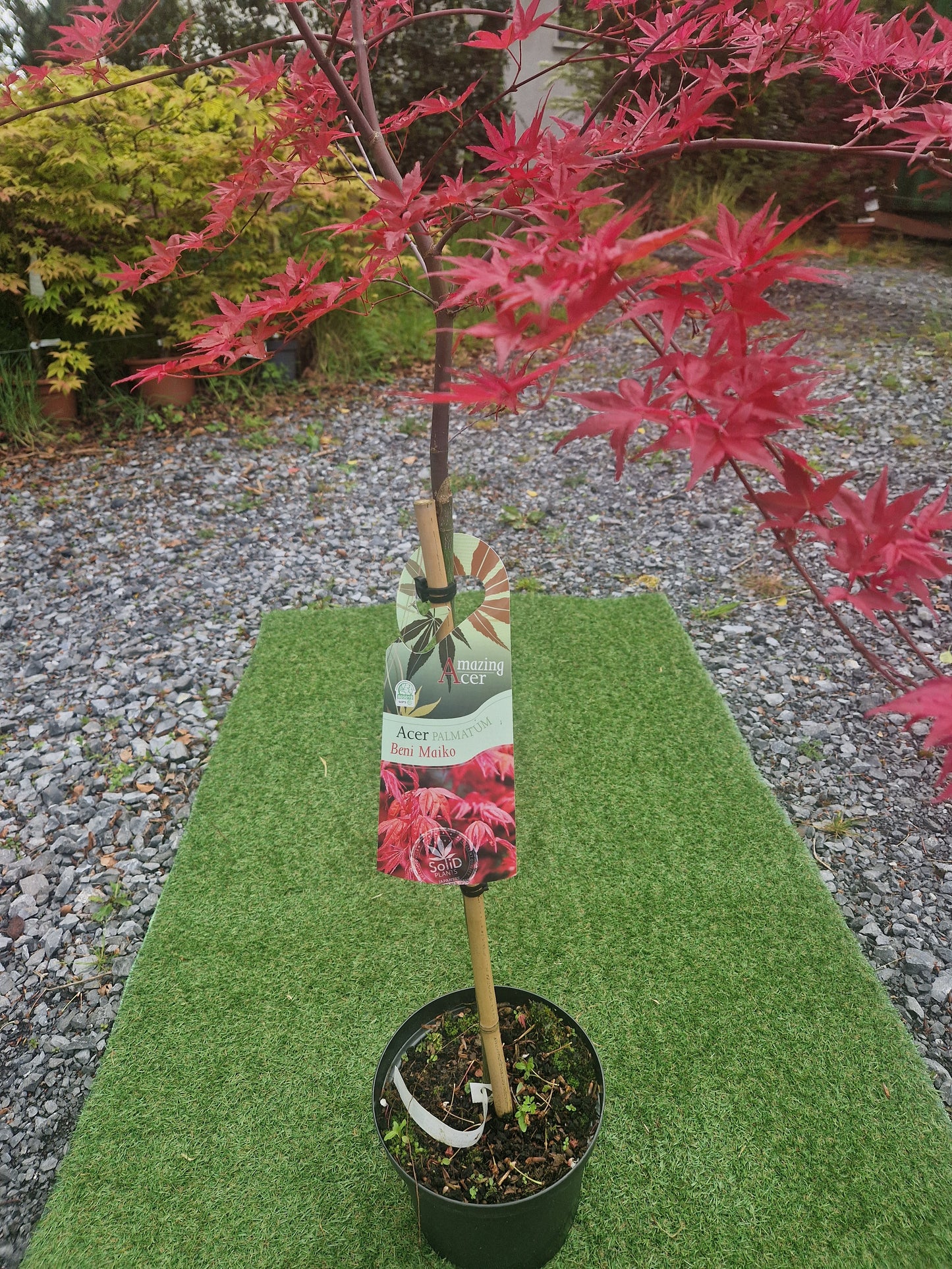 Acer palmatum 'Beni Maiko' (Dancing Geisha Japanese Maple)