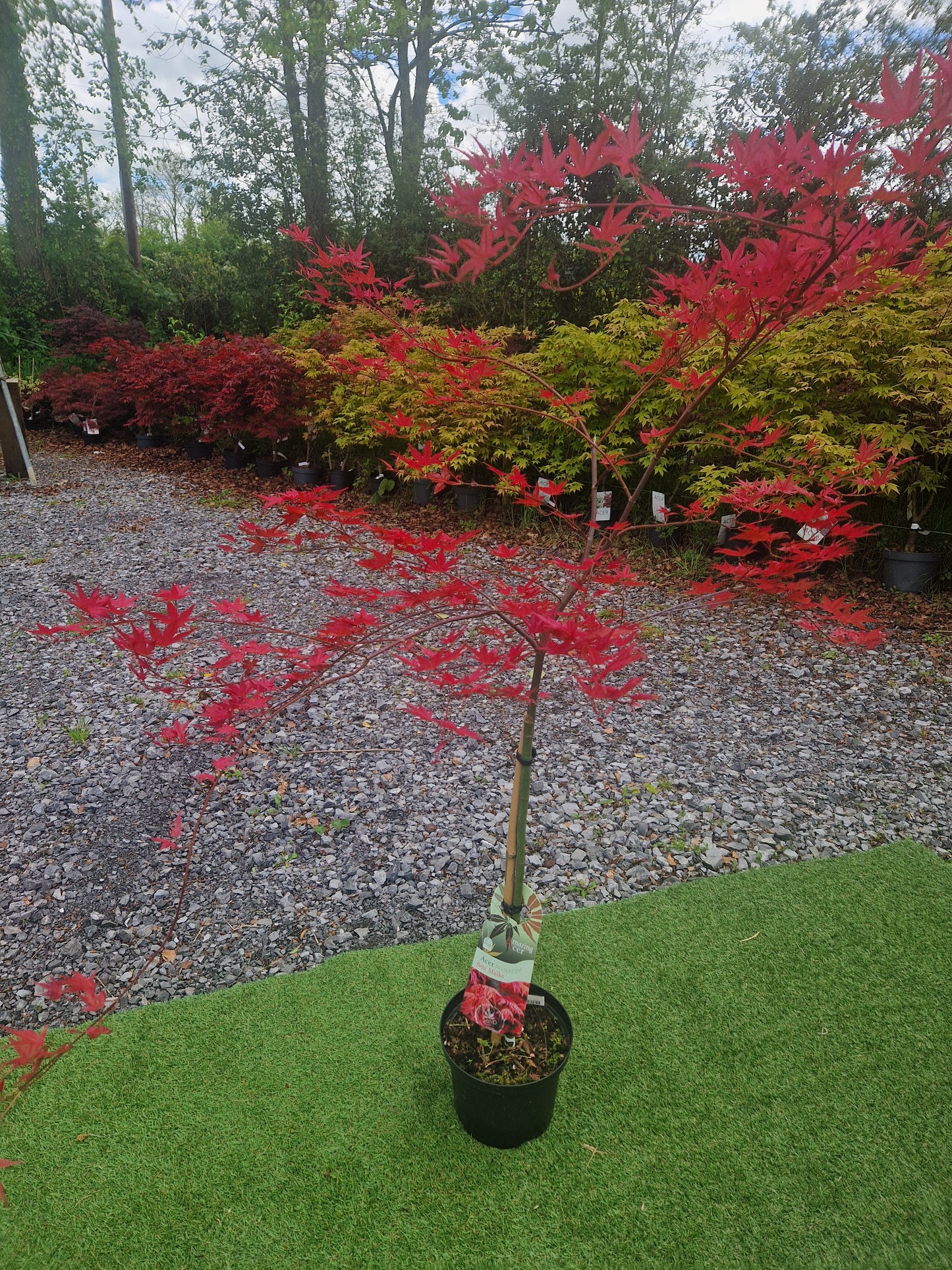 Acer palmatum 'Beni Maiko' (Dancing Geisha Japanese Maple)