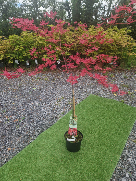 Acer palmatum 'Beni Maiko' (Dancing Geisha Japanese Maple)