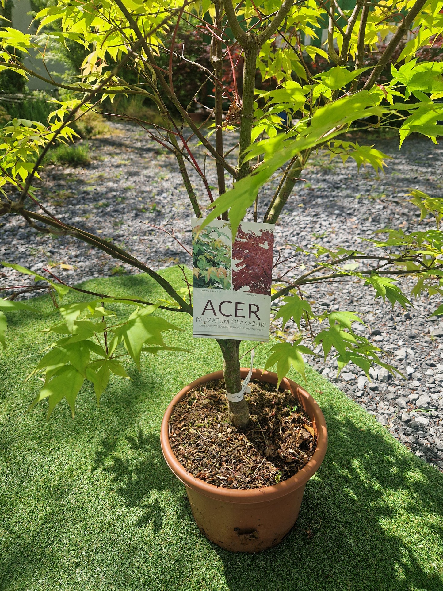 Acer Palmatum 'Osakazuki' Japanese Maple