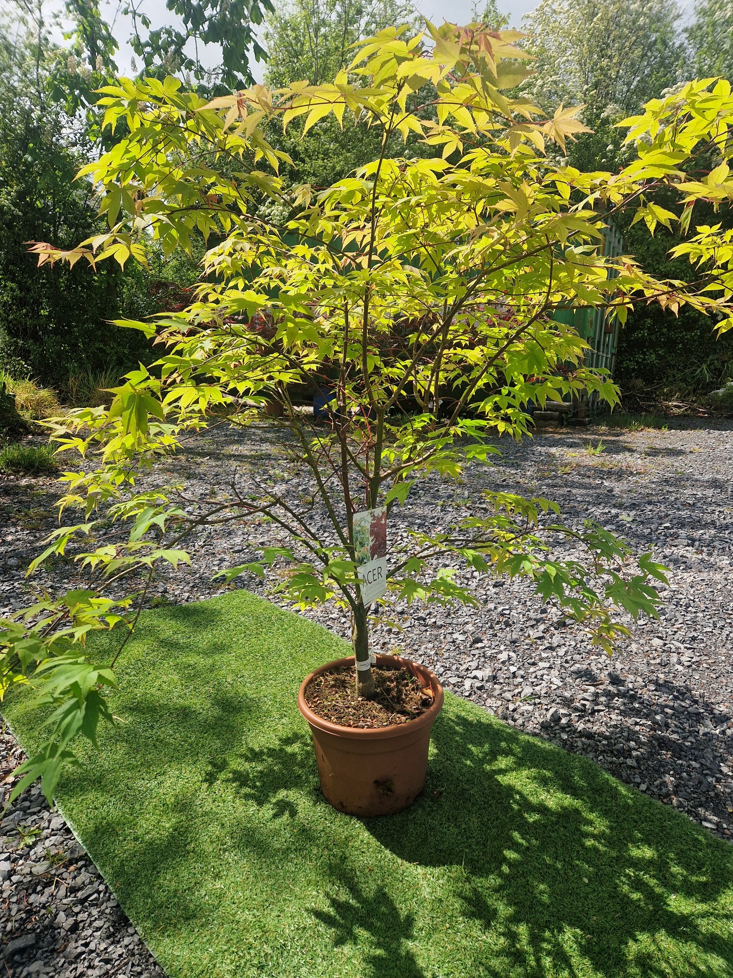 Acer Palmatum 'Osakazuki' Japanese Maple