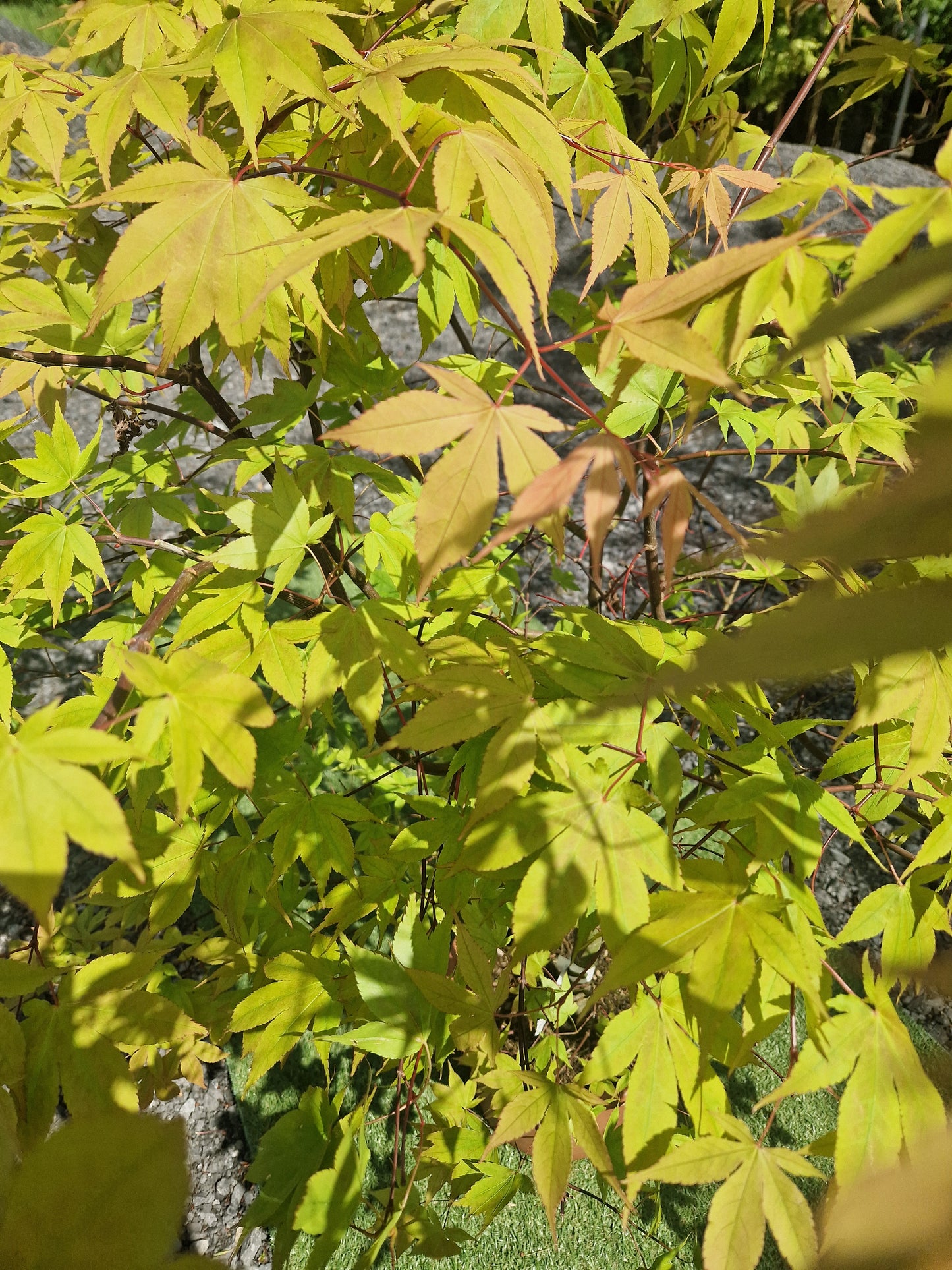 Acer Palmatum 'Osakazuki' Japanese Maple