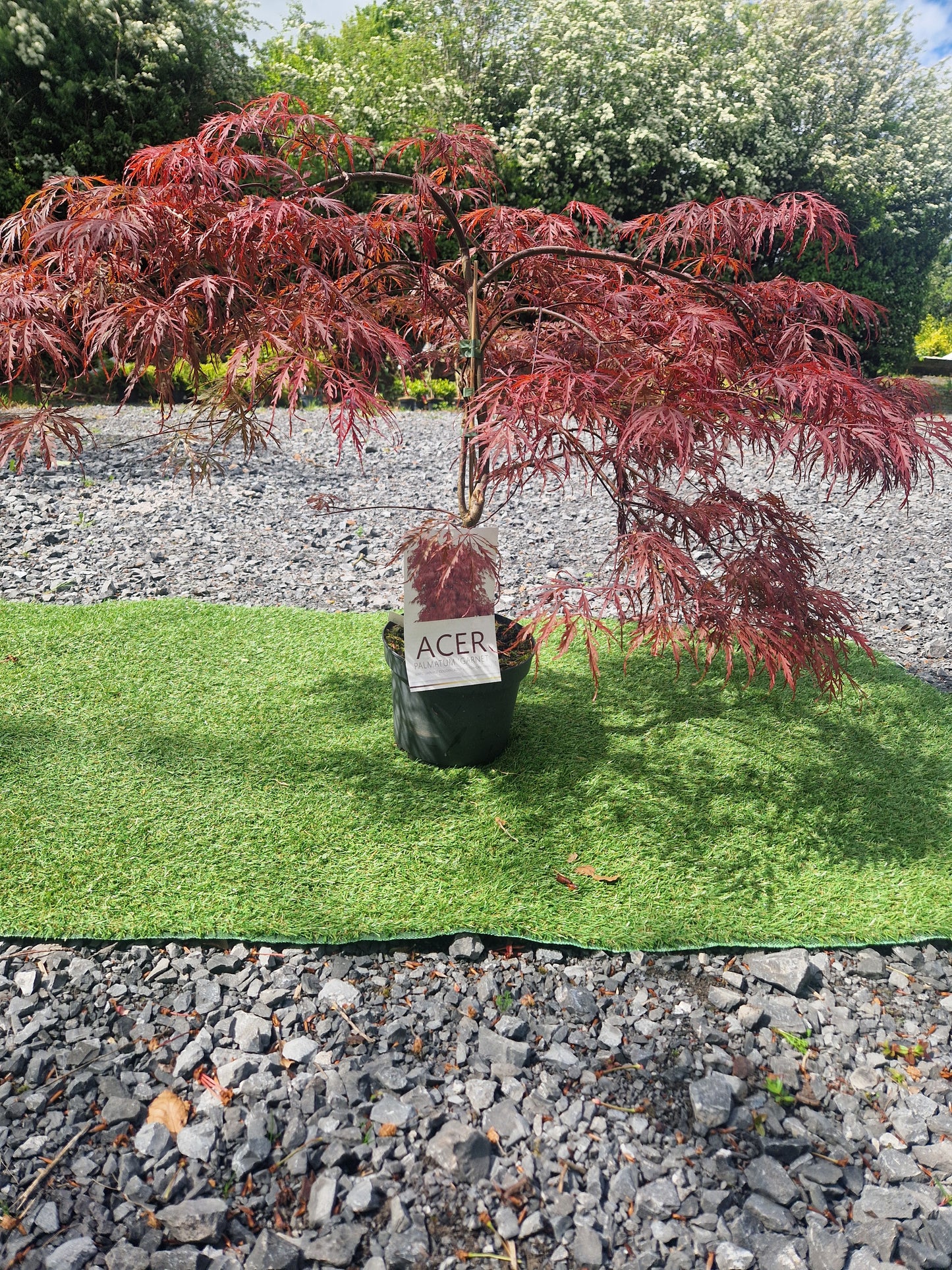 Acer Palmatum 'Garnet' Japanese Maple