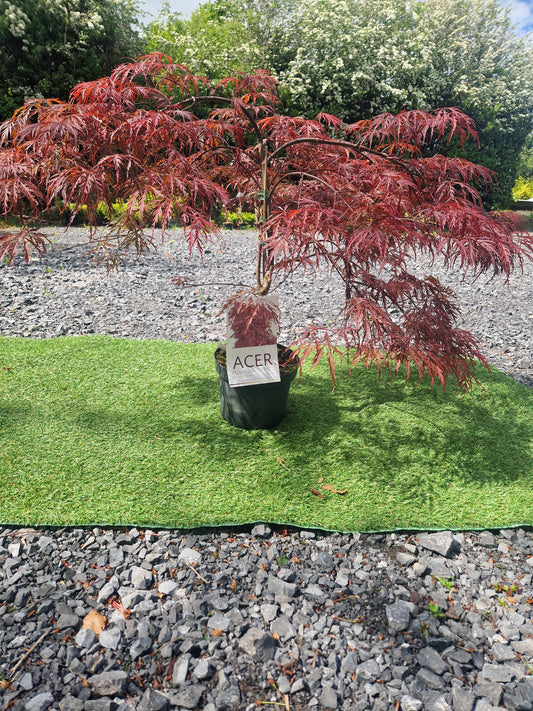 Acer Palmatum 'Garnet' Japanese Maple