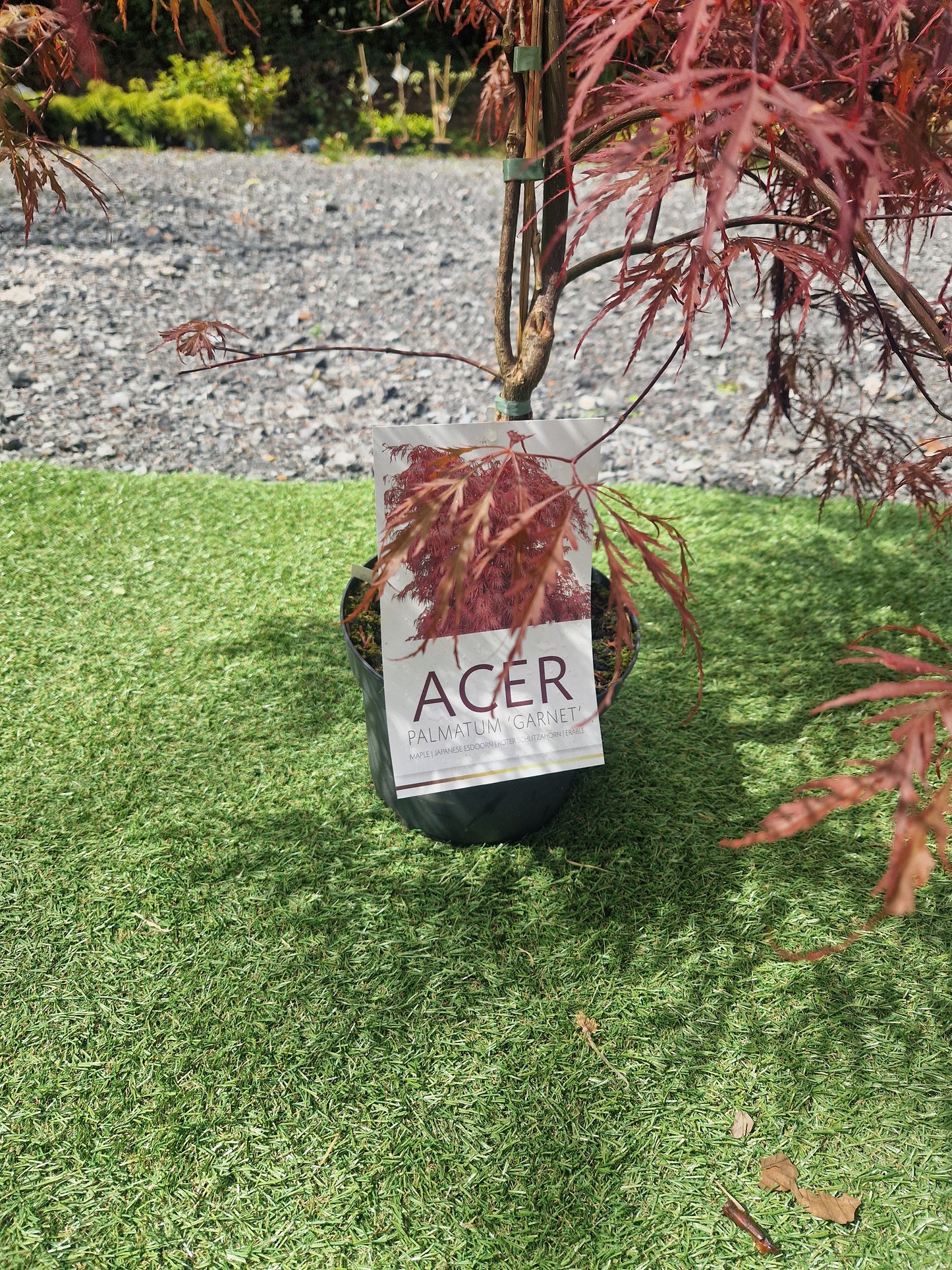 Acer Palmatum 'Garnet' Japanese Maple