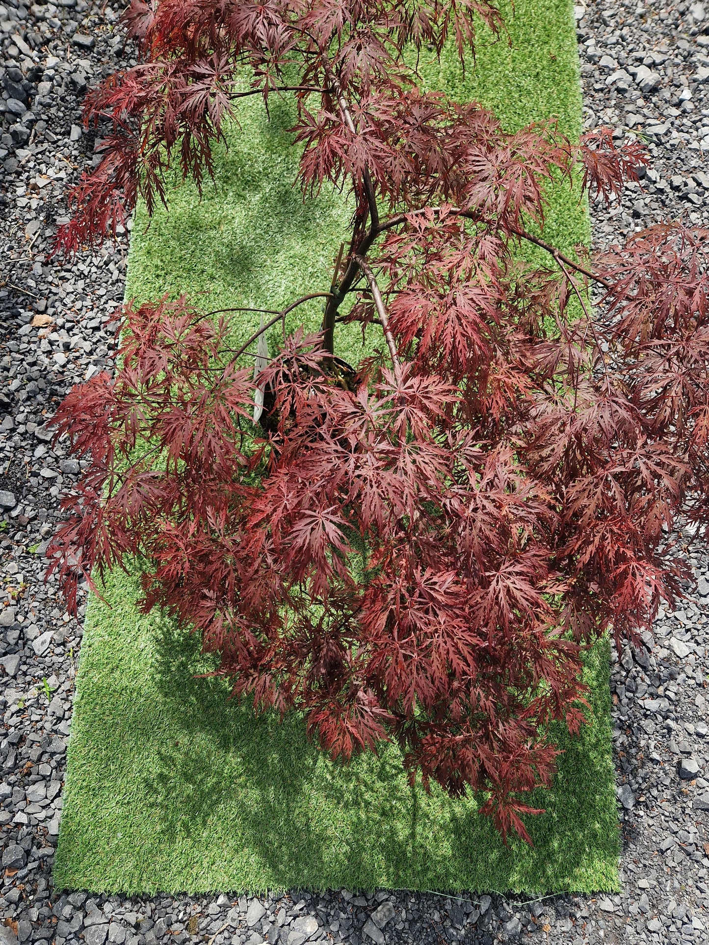 Acer Palmatum 'Garnet' Japanese Maple