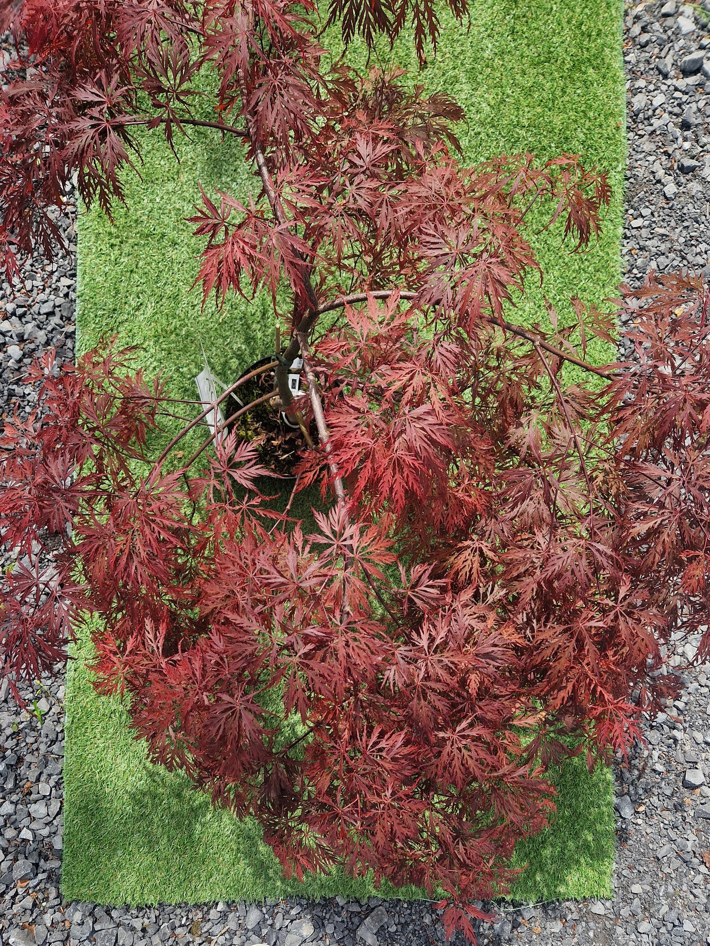 Acer Palmatum 'Garnet' Japanese Maple