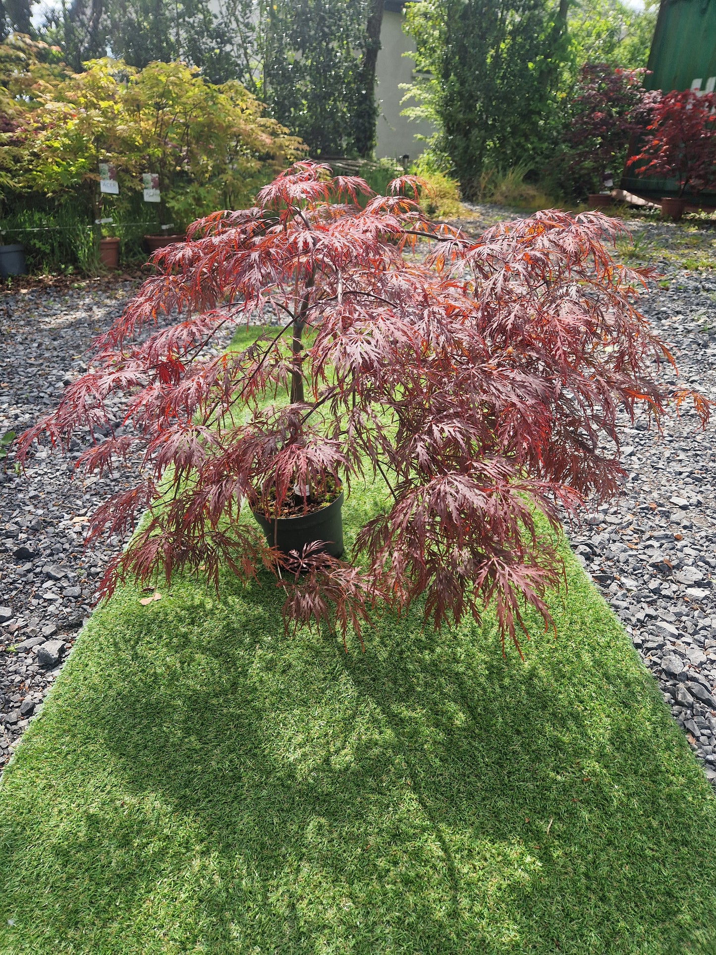Acer Palmatum 'Garnet' Japanese Maple