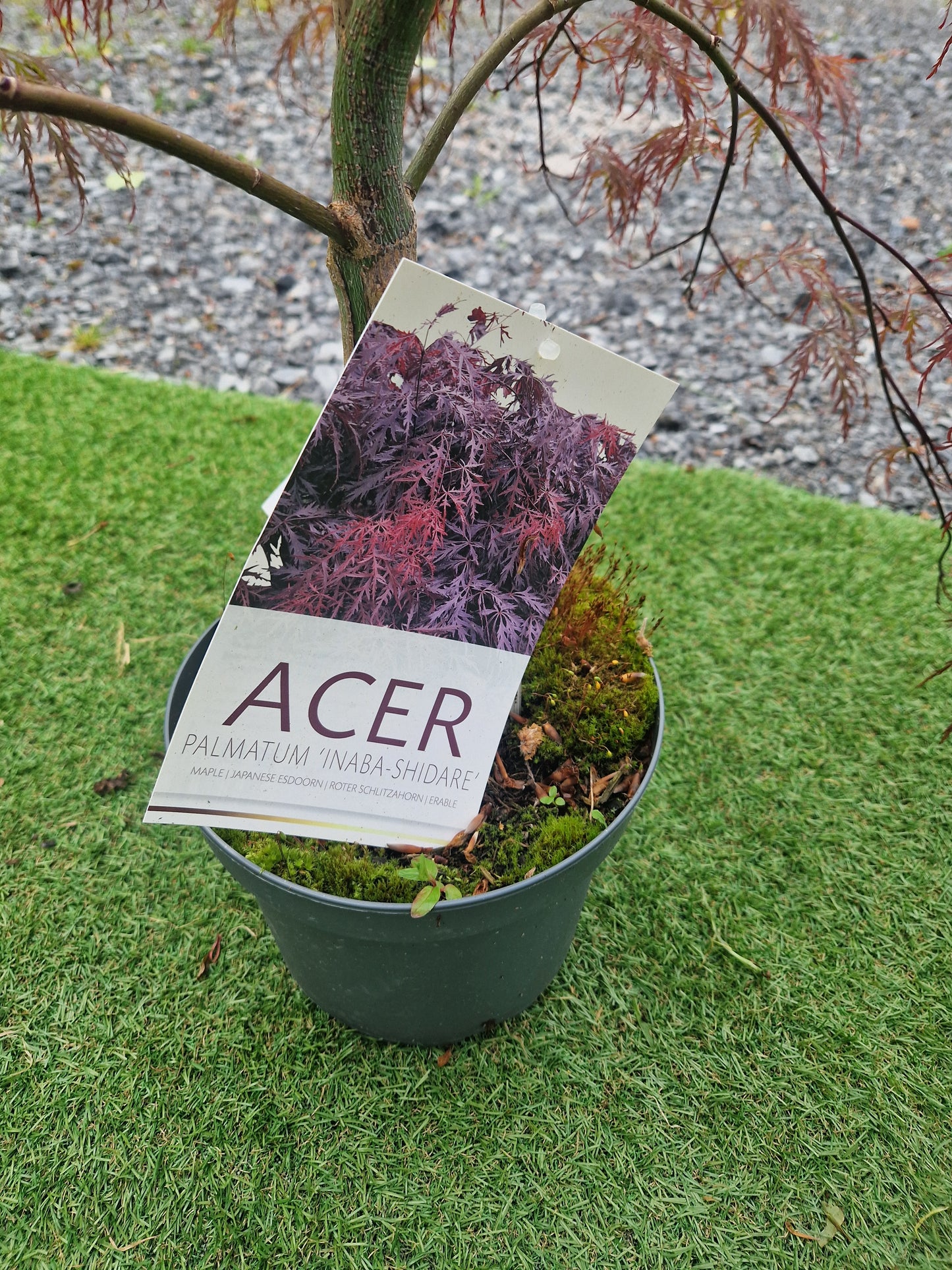 Acer Palmatum 'Inaba-shidare' Japanese Maple