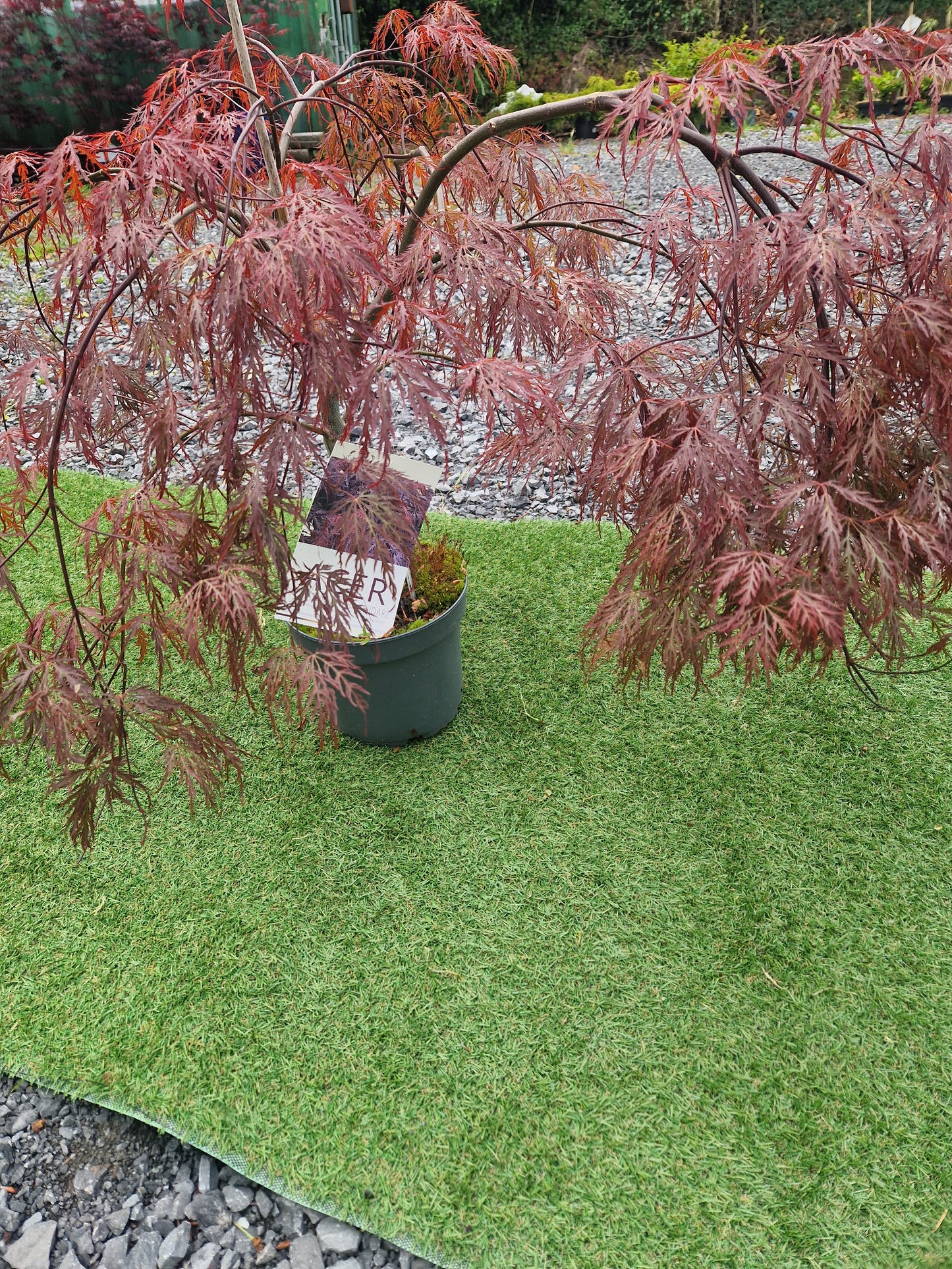Acer Palmatum 'Inaba-shidare' Japanese Maple