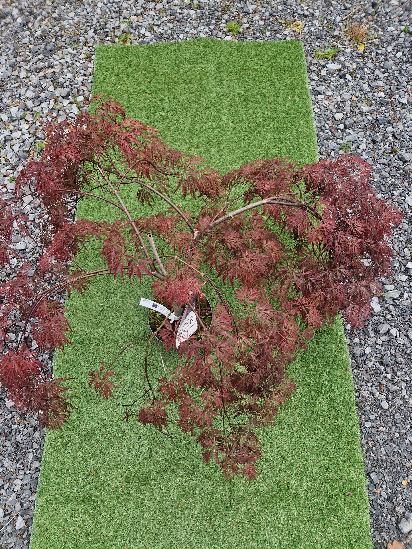 Acer Palmatum 'Inaba-shidare' Japanese Maple
